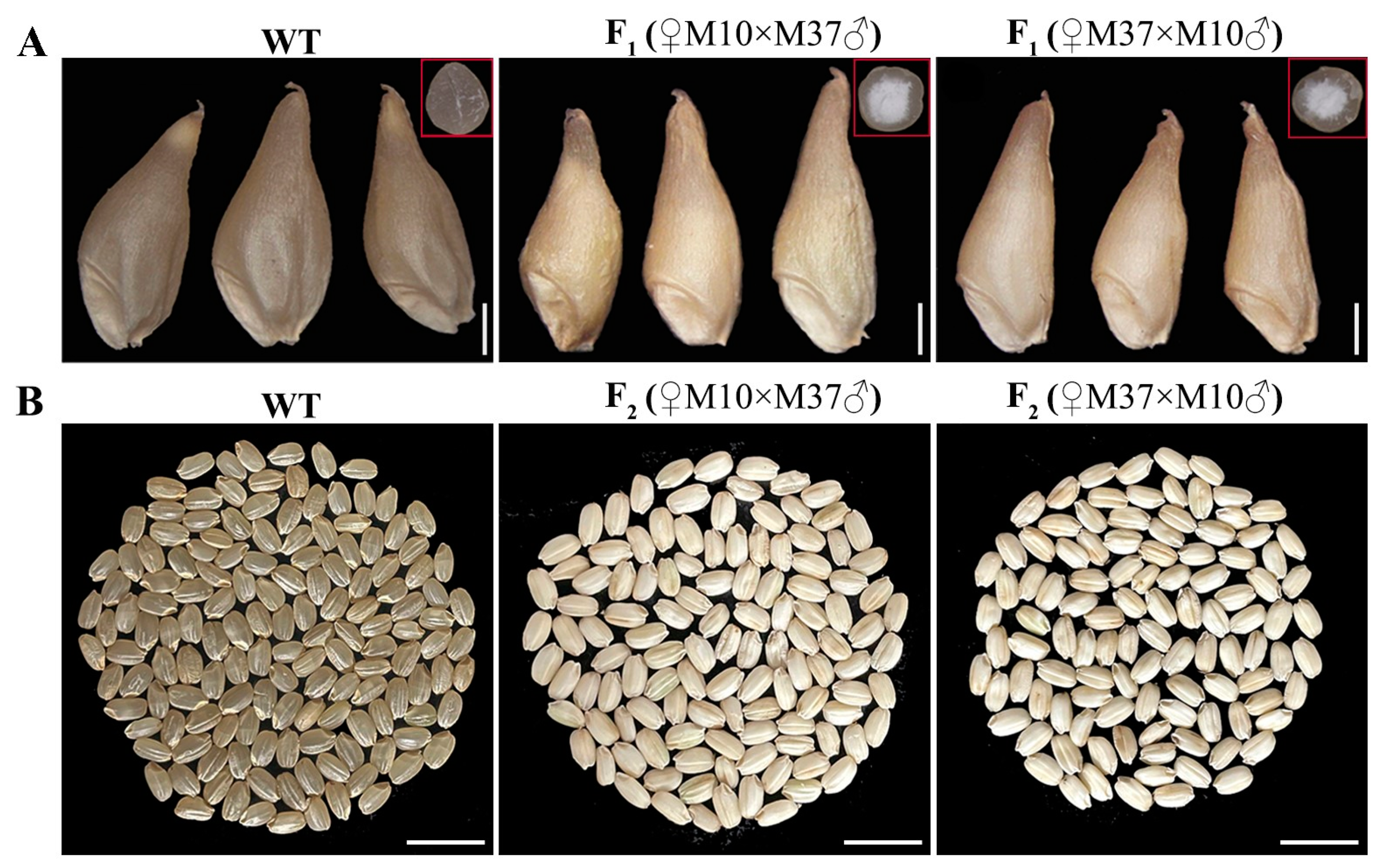Agronomy 13 01381 g004