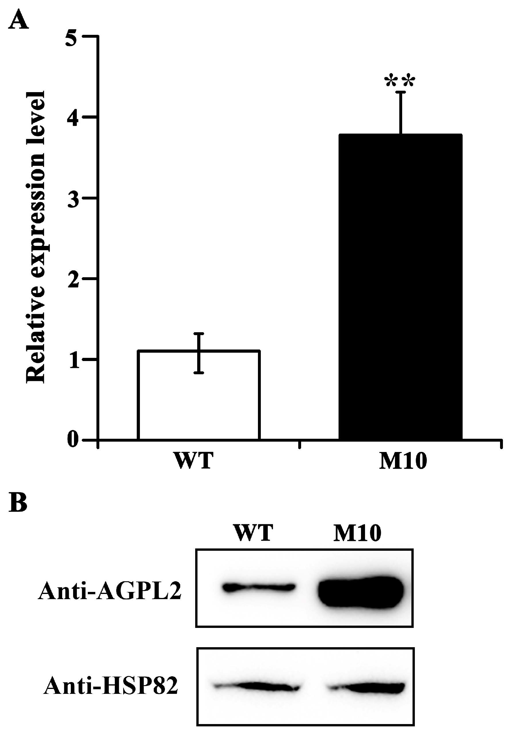 Agronomy 13 01381 g005