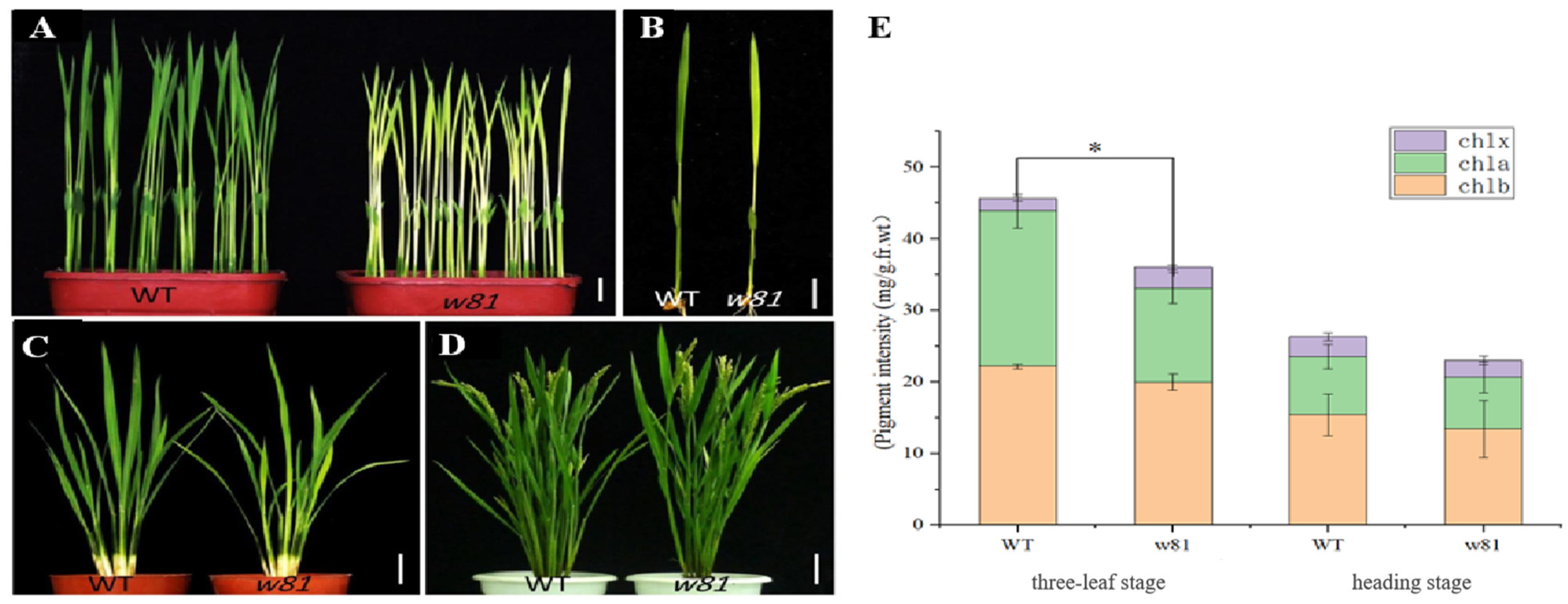 Agronomy 13 01424 g001 Agronomy 13 01424 g001