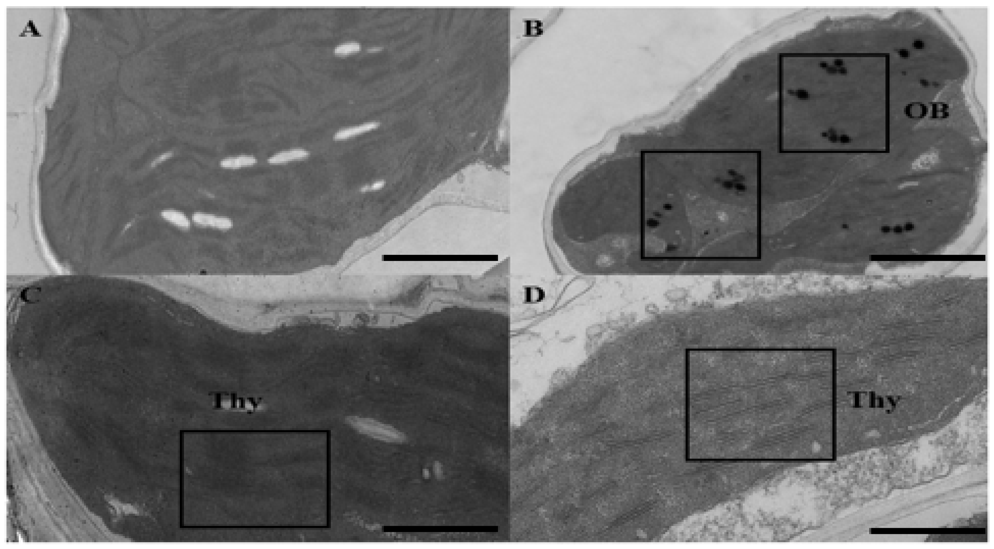 Agronomy 13 01424 g002 Agronomy 13 01424 g002