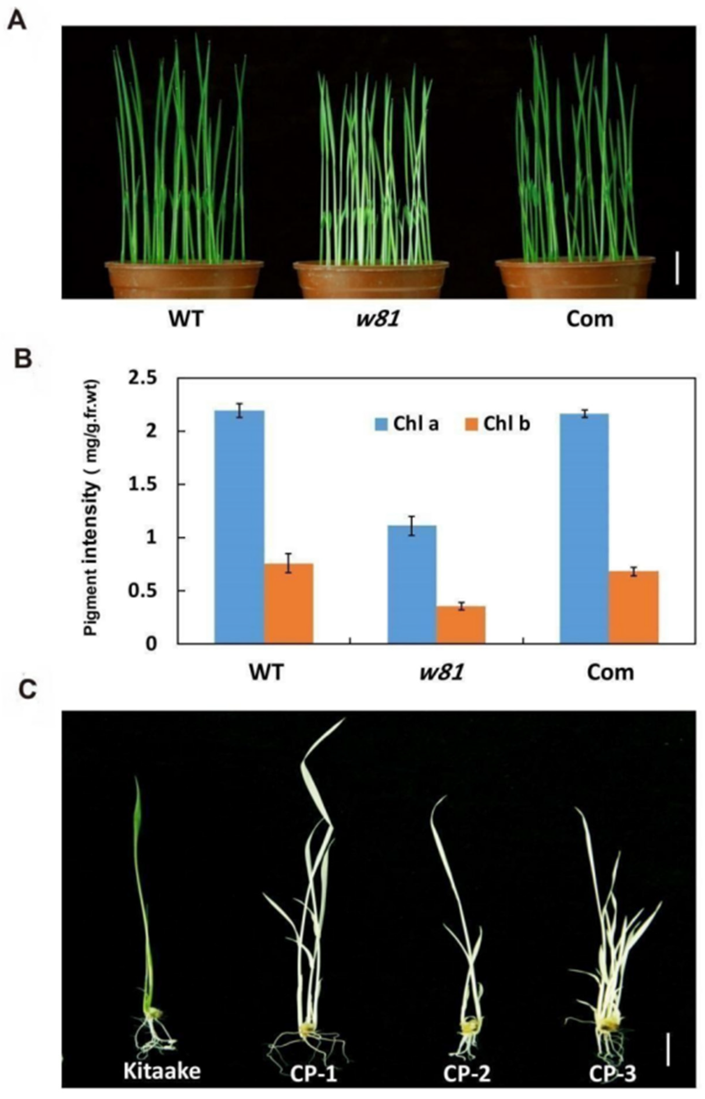 Agronomy 13 01424 g005 Agronomy 13 01424 g005