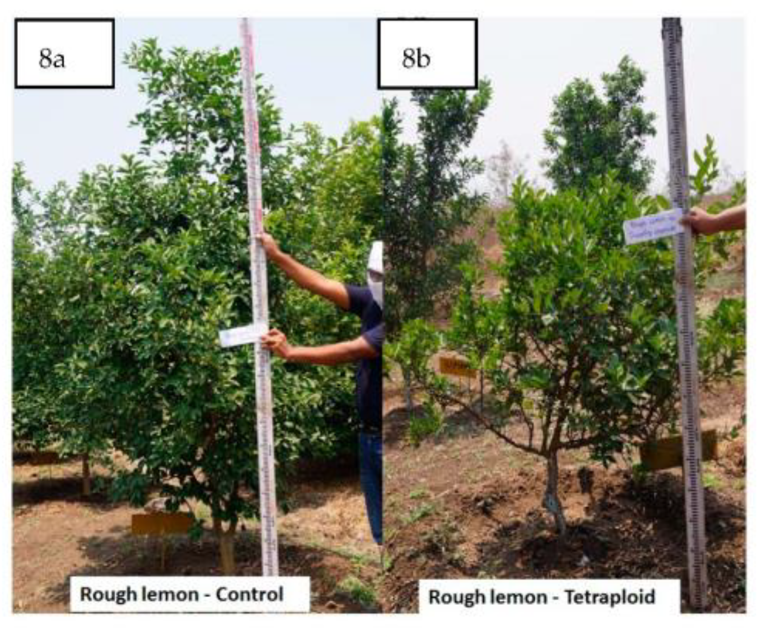 Agronomy 13 01442 g008