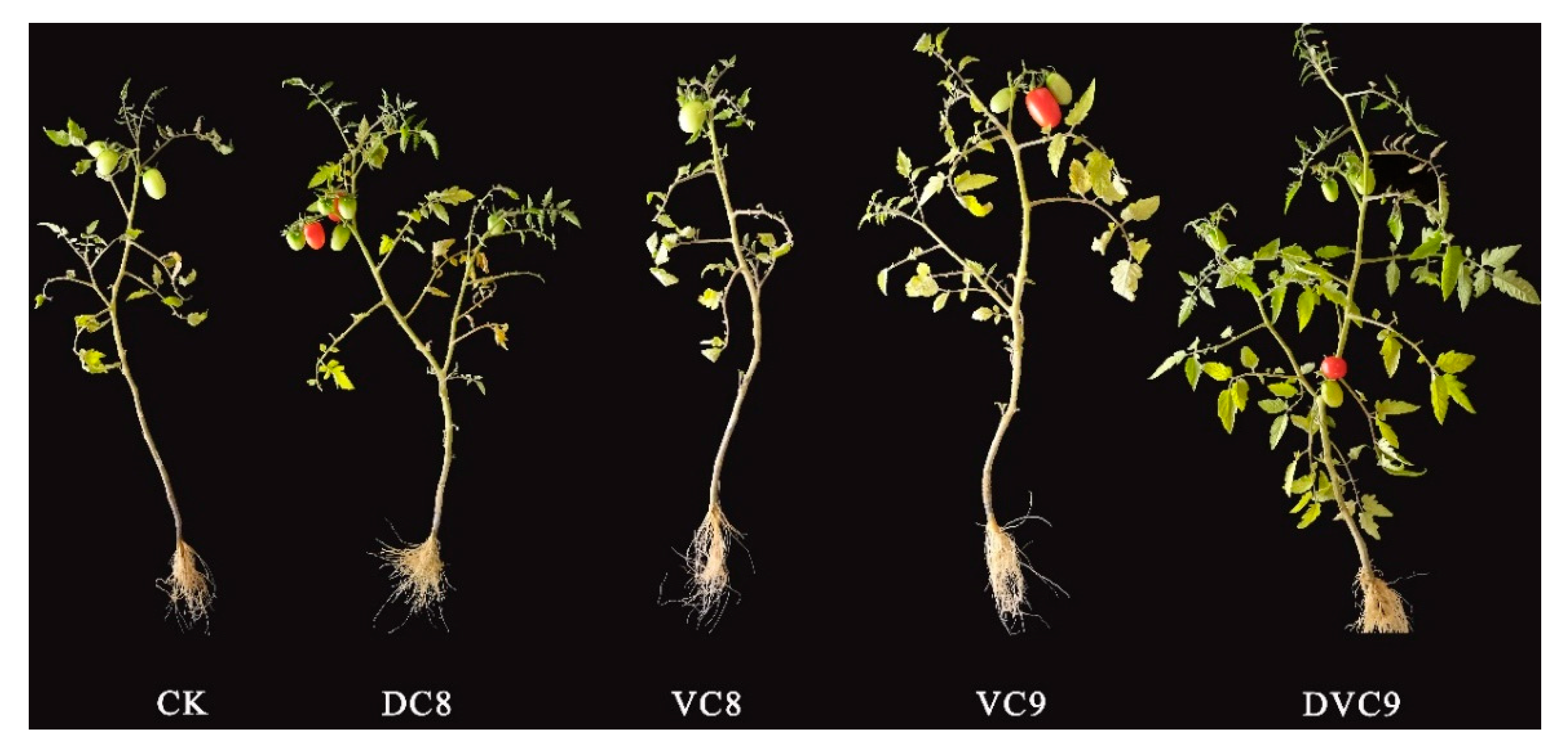 Agronomy 13 01458 g001