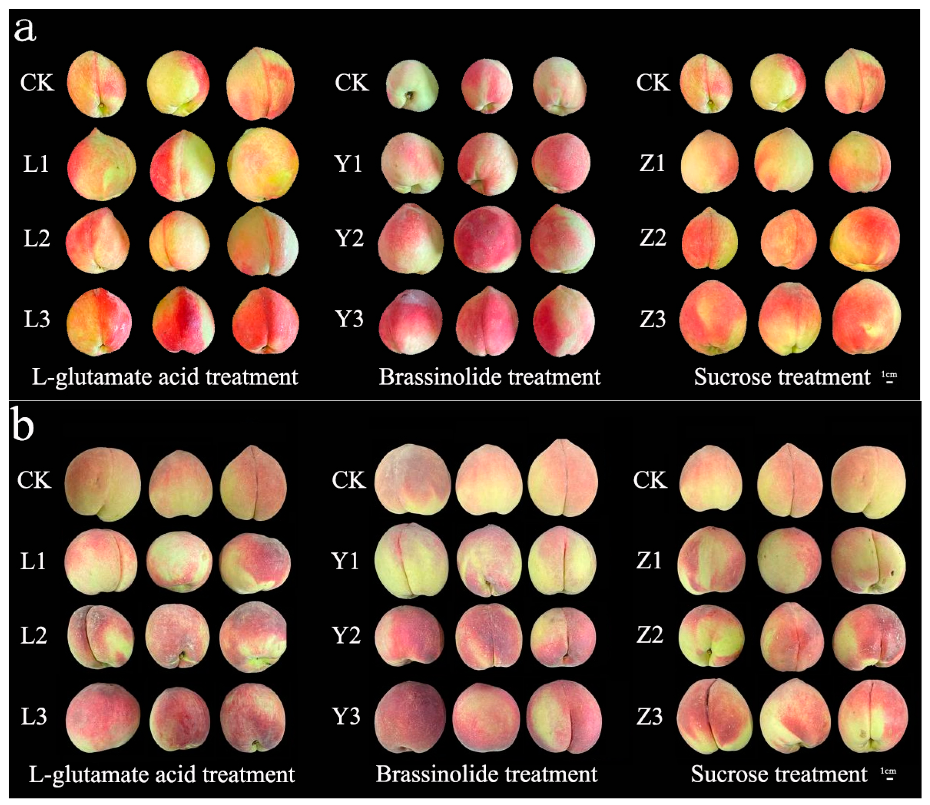 Agronomy 13 01489 g001