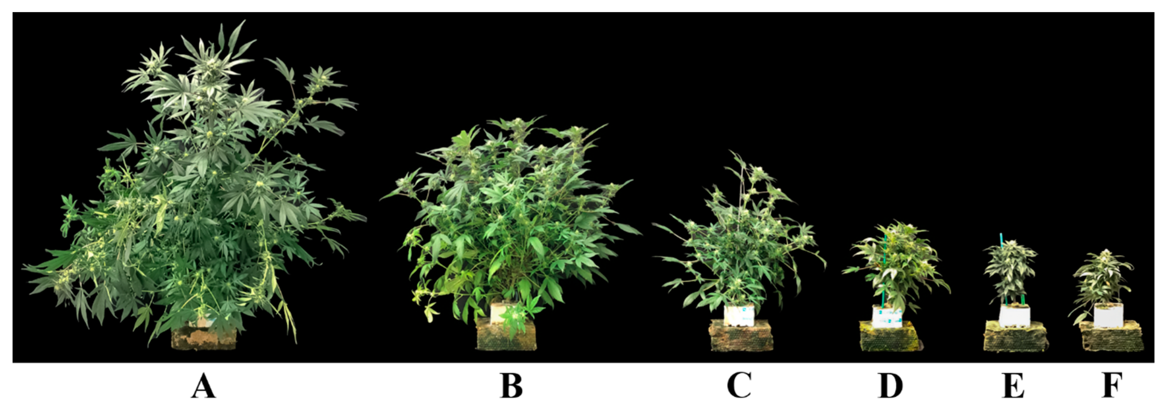 Agronomy 13 01497 g002