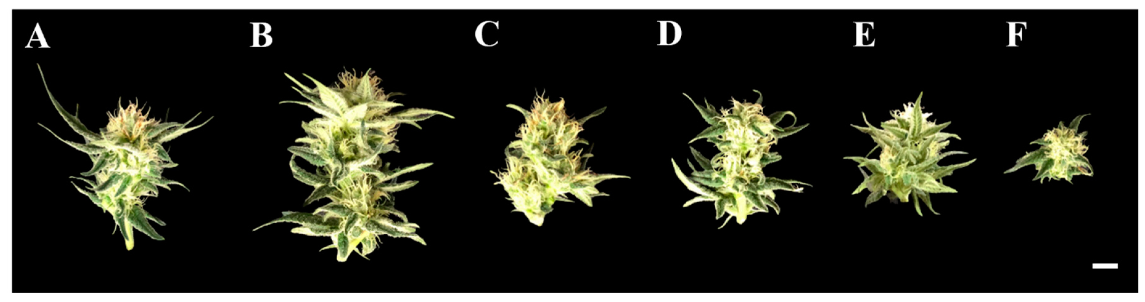 Agronomy 13 01497 g003