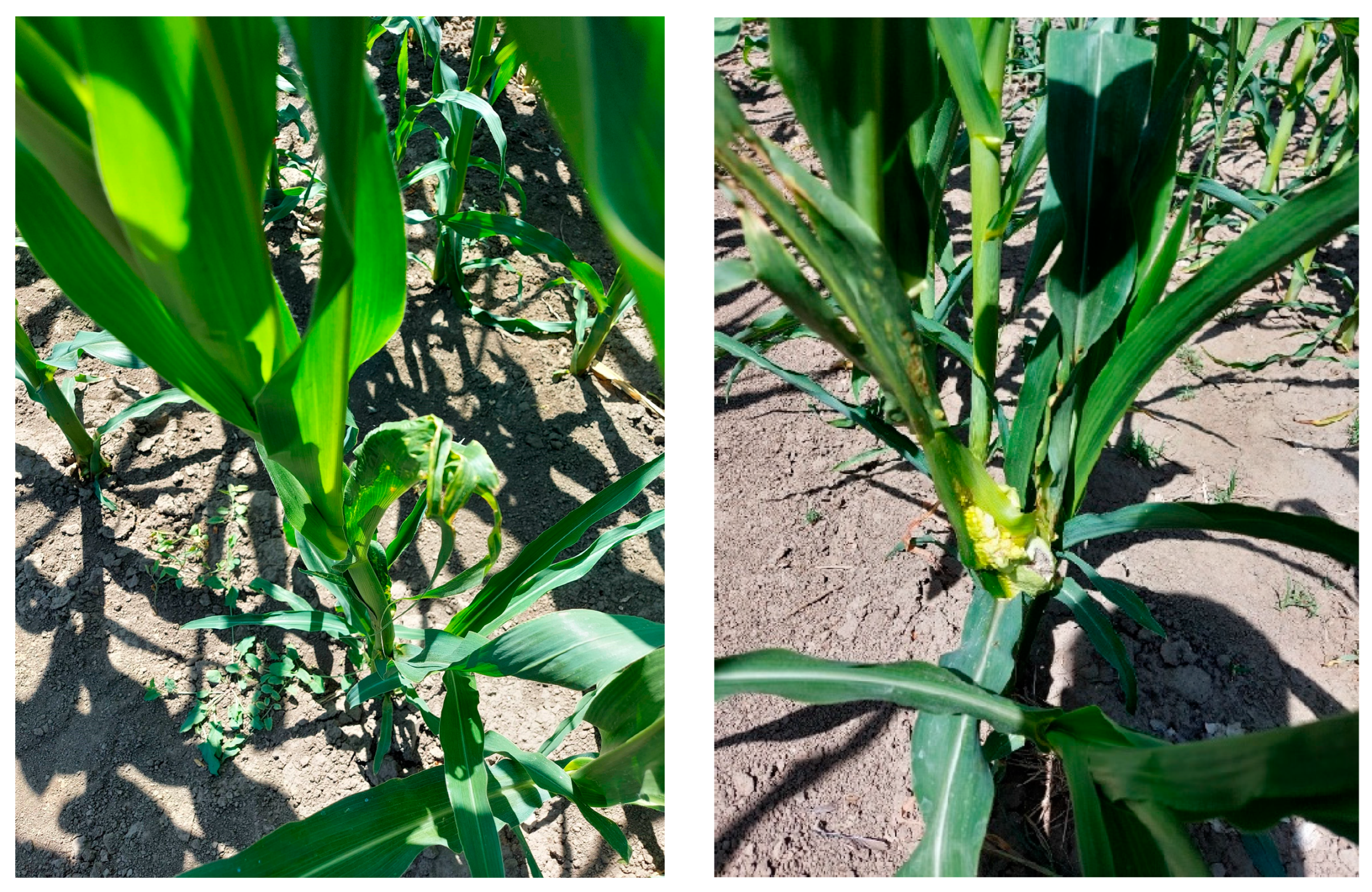 Agronomy 13 01499 g007