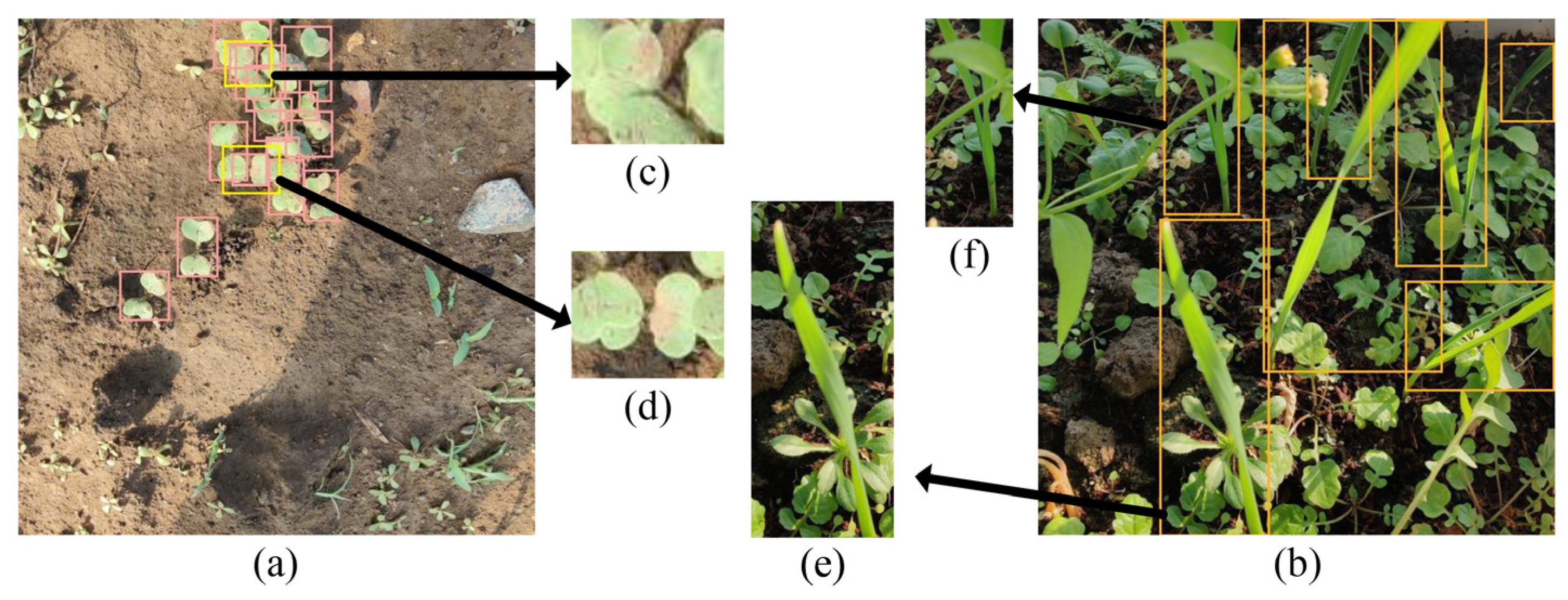 Agronomy 13 01503 g001 Agronomy 13 01503 g001