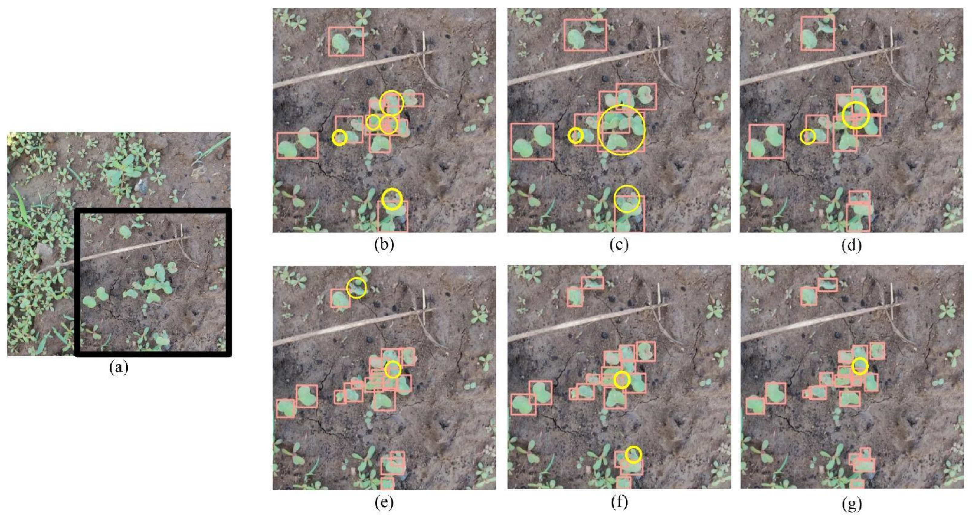 Agronomy 13 01503 g011 Agronomy 13 01503 g011
