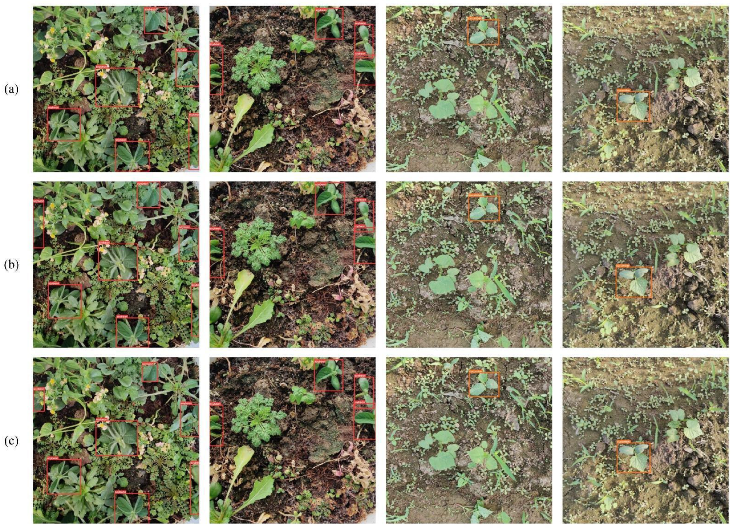 Agronomy 13 01503 g013 Agronomy 13 01503 g013