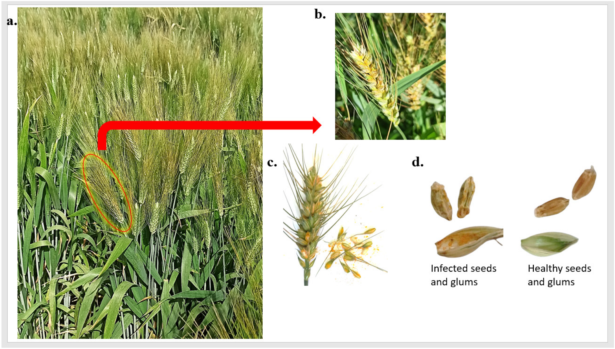 Agronomy 13 01509 g001