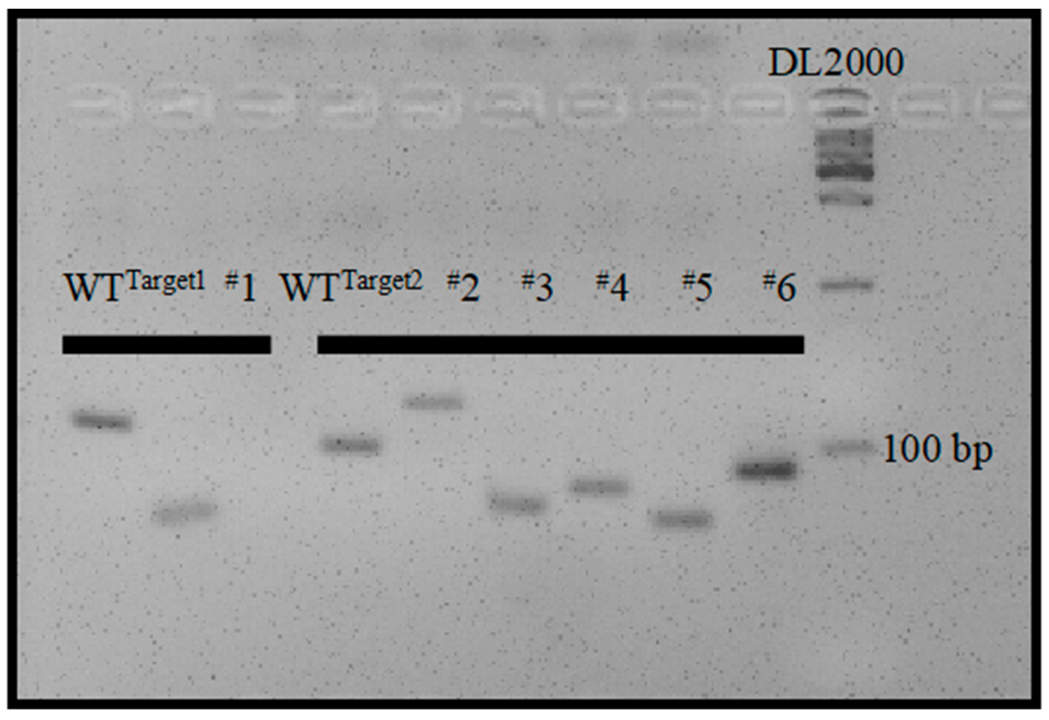 Agronomy 13 01520 g004 Agronomy 13 01520 g004