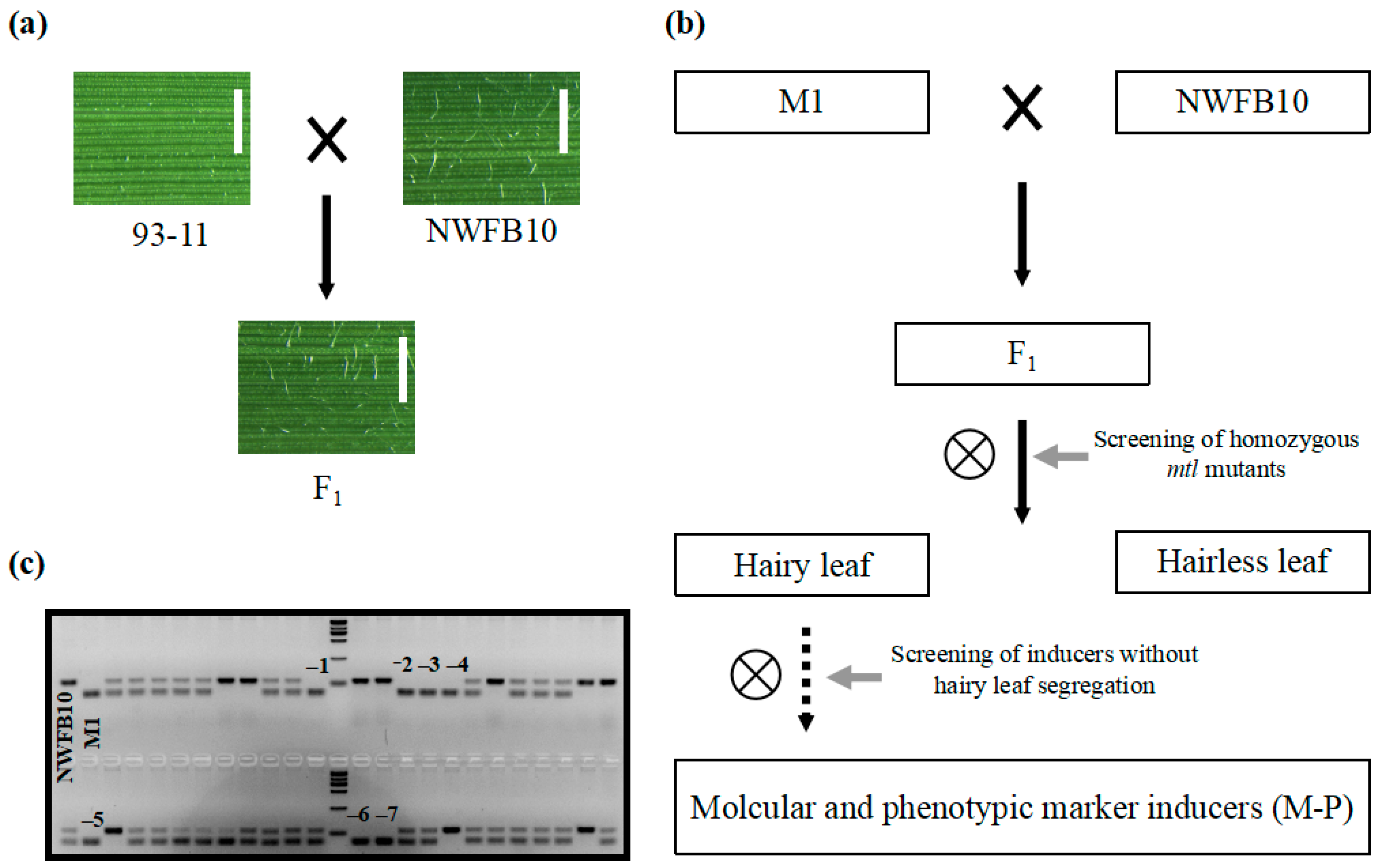 Agronomy 13 01520 g005 Agronomy 13 01520 g005