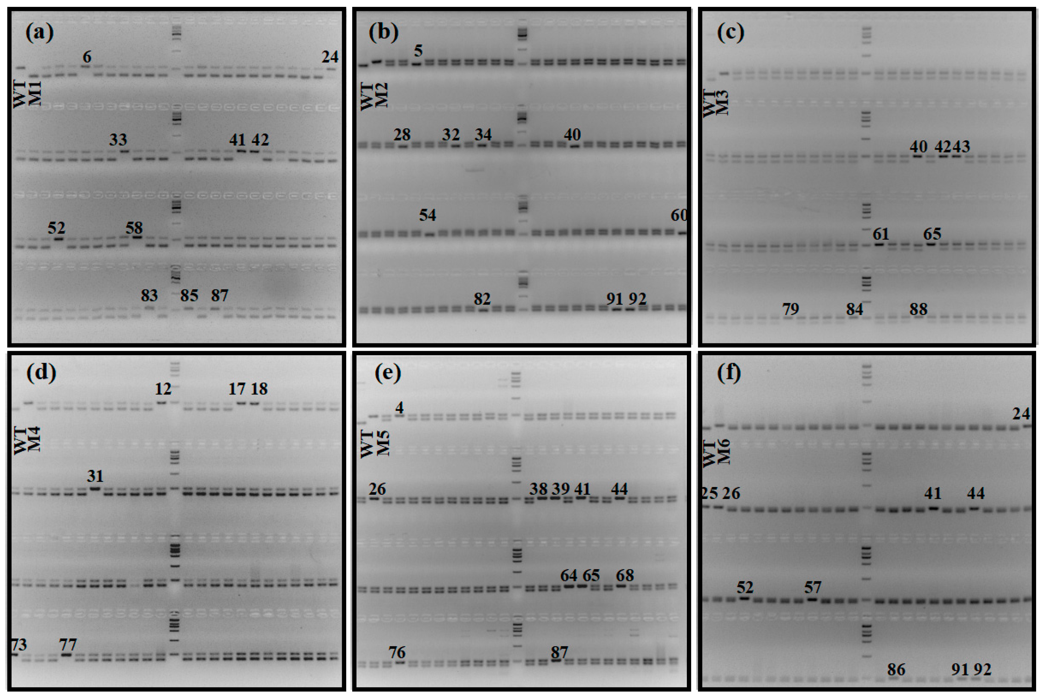 Agronomy 13 01520 g006 Agronomy 13 01520 g006