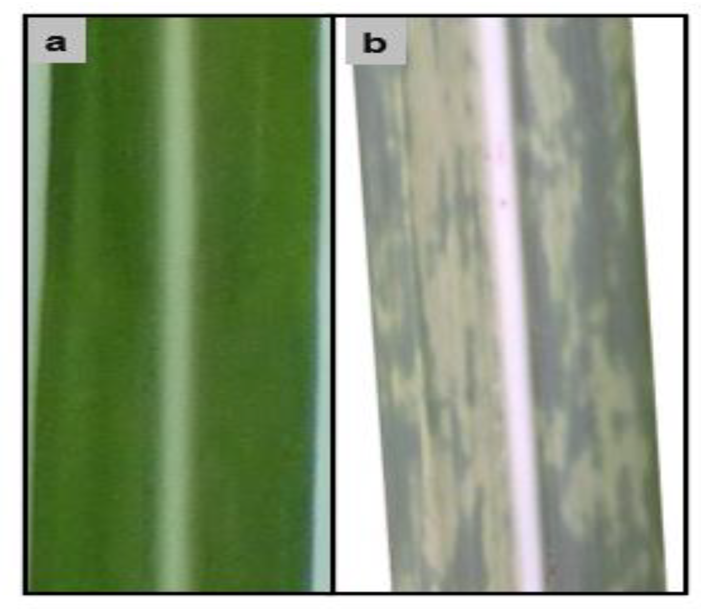 Agronomy 13 01542 g003