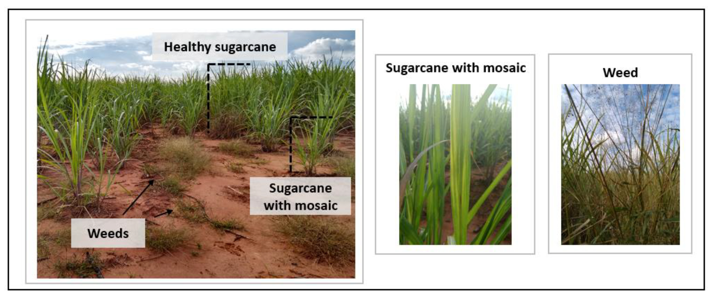 Agronomy 13 01542 g007