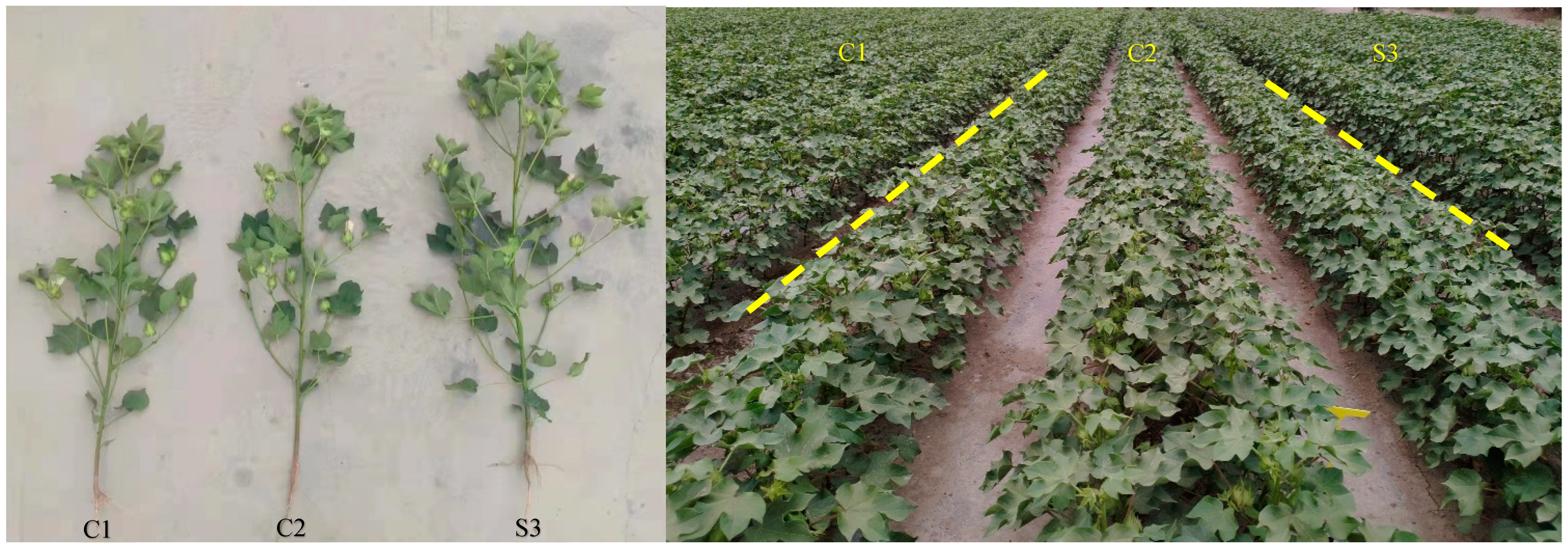 Agronomy 13 01543 g002