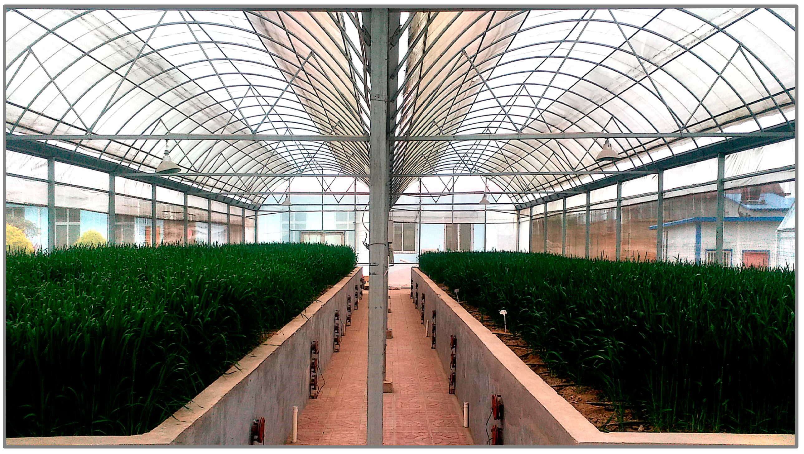 Agronomy 13 01550 g001 Agronomy 13 01550 g001