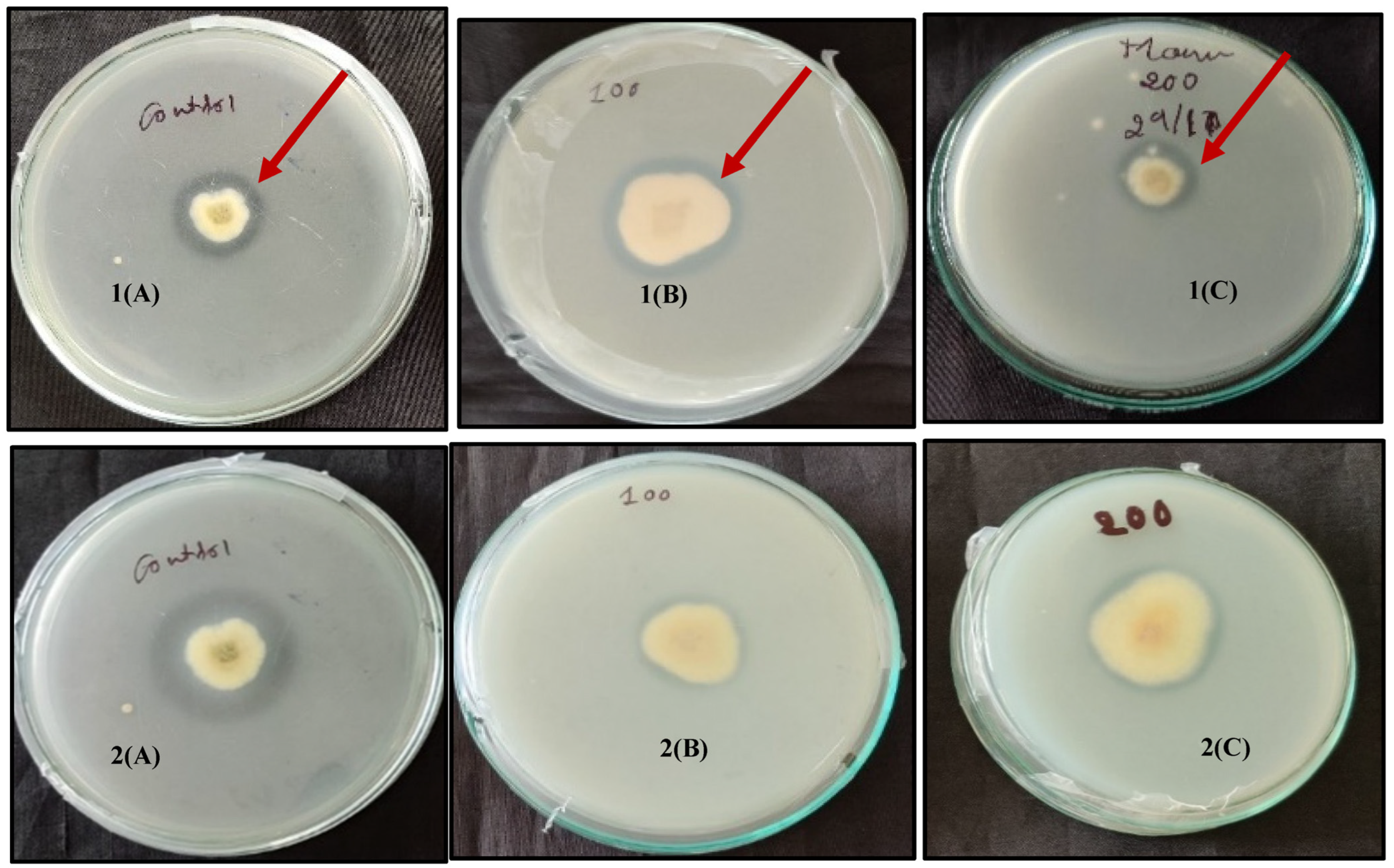 Agronomy 13 01577 g005