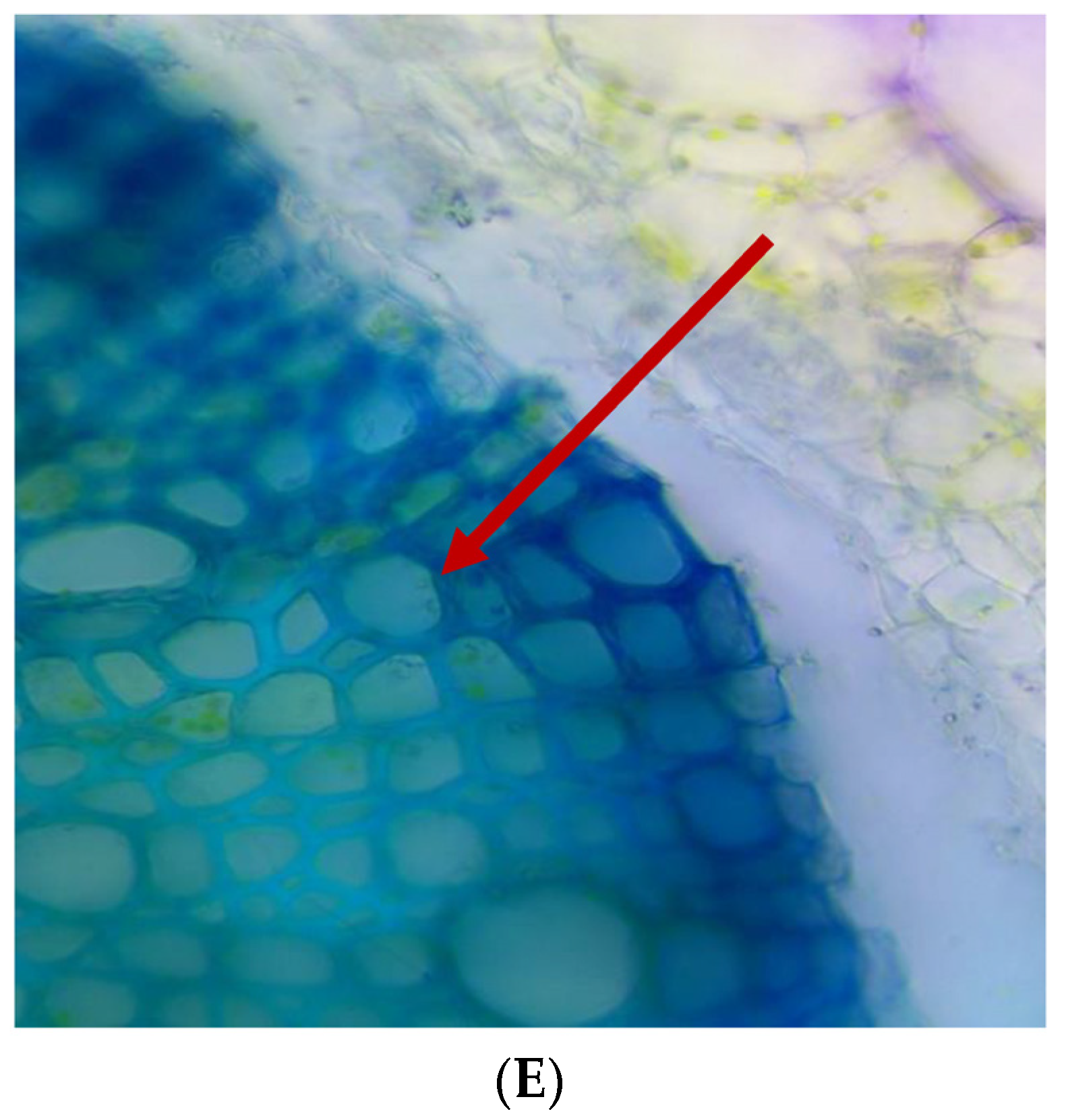 Agronomy 13 01577 g010b