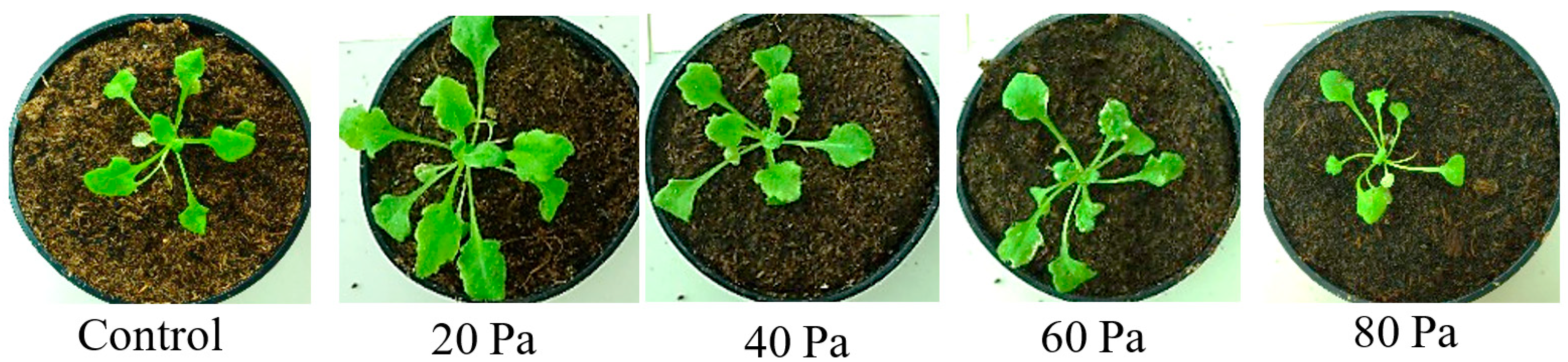 Agronomy 13 01579 g003