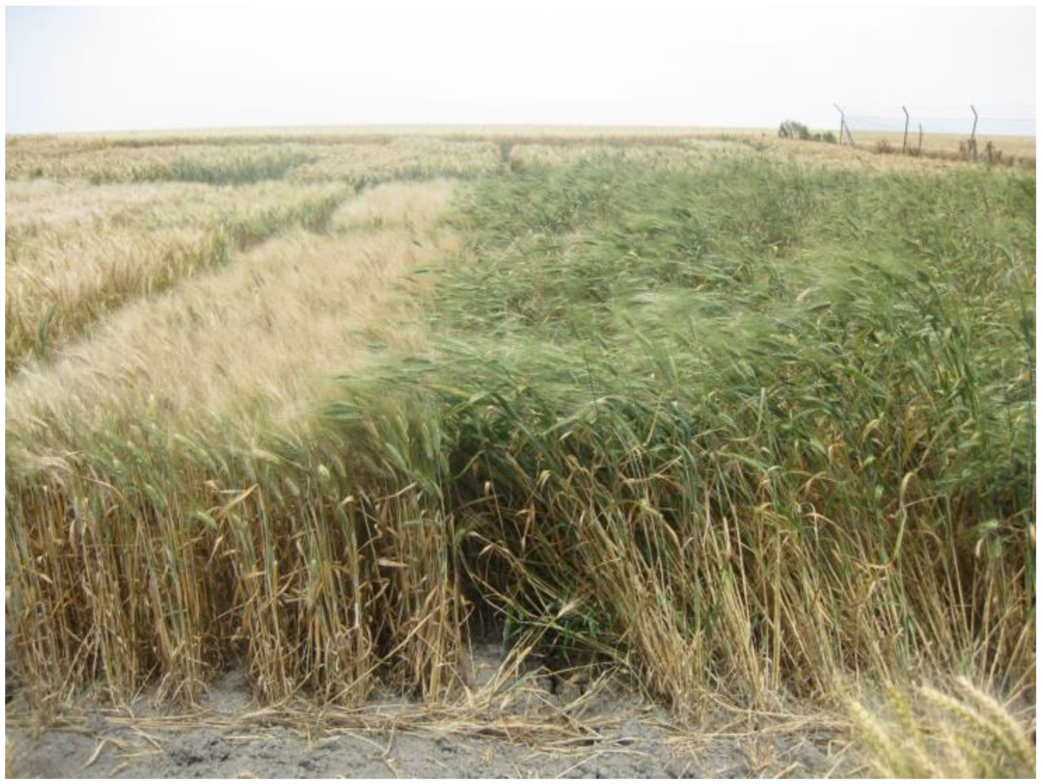 Agronomy 13 01608 g003 Agronomy 13 01608 g003