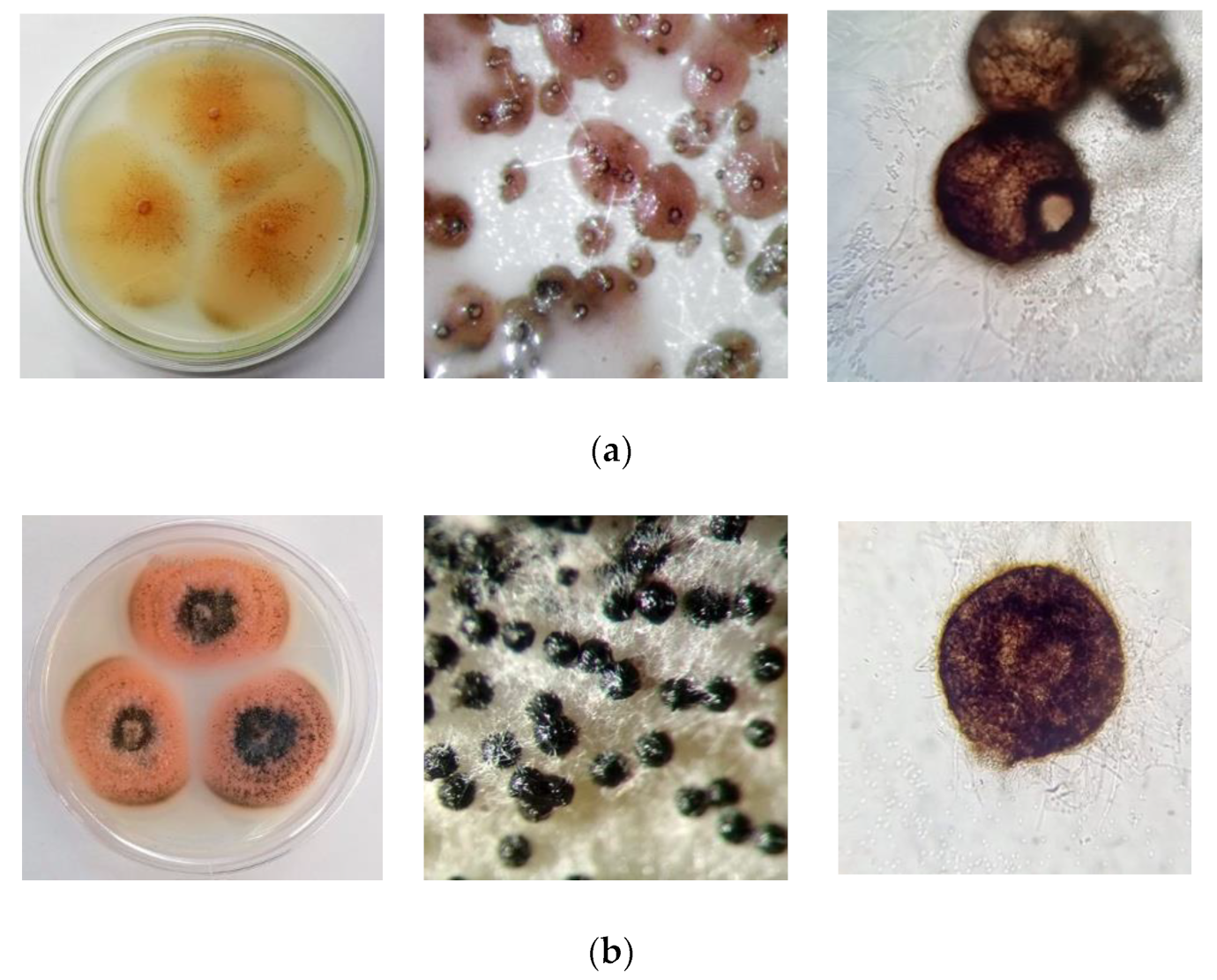 Agronomy 13 01619 g001 Agronomy 13 01619 g001