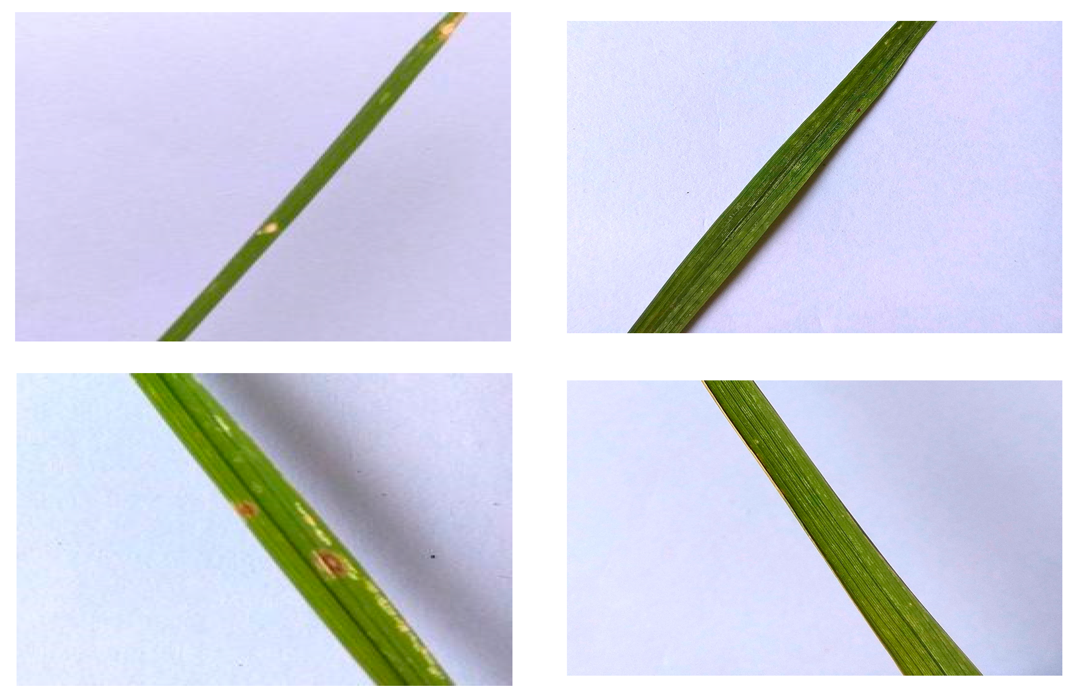 Agronomy 13 01633 g001