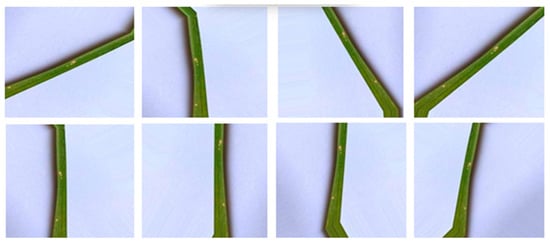 Agronomy 13 01633 g004