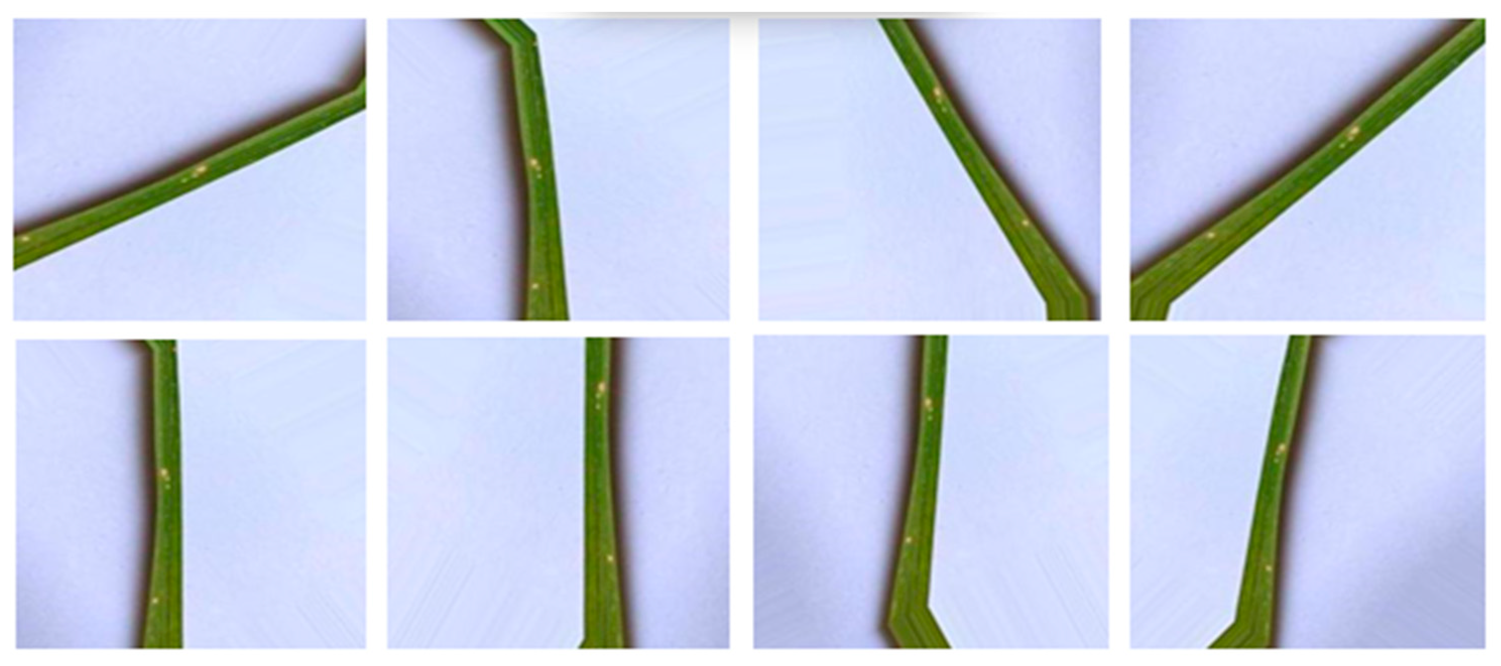 Agronomy 13 01633 g004