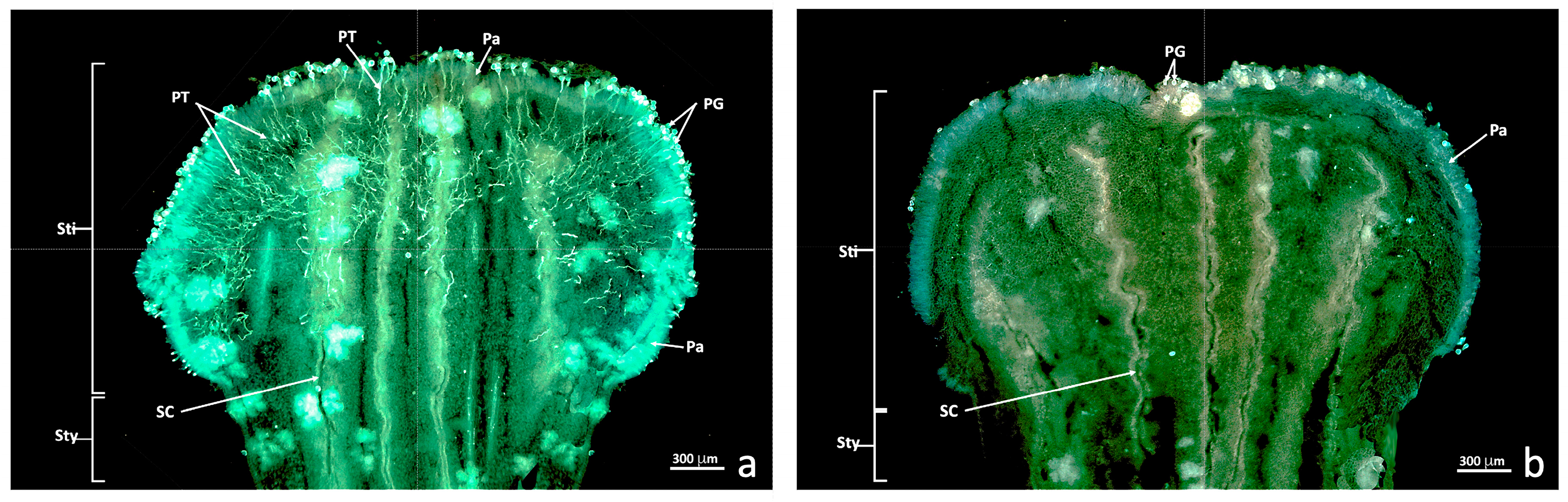 Agronomy 13 01643 g002