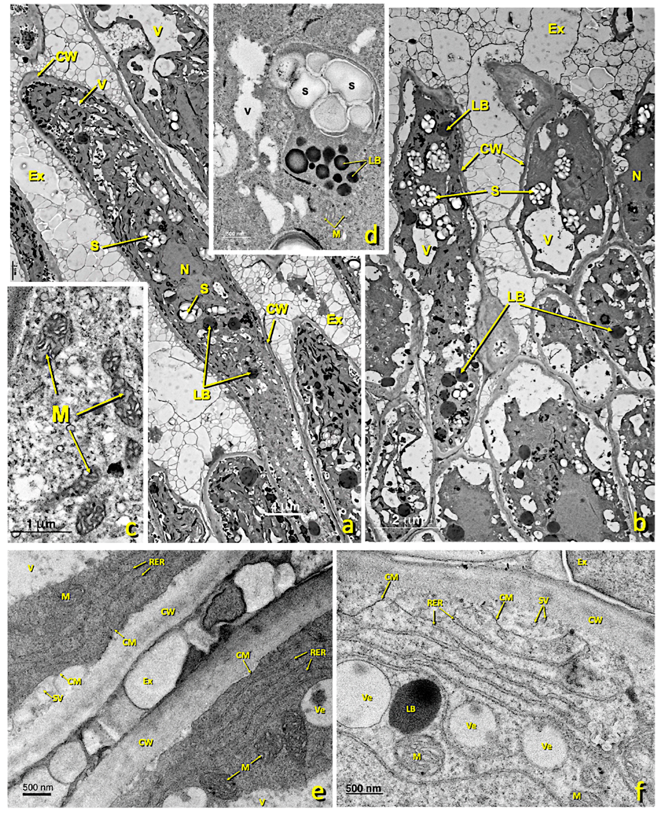 Agronomy 13 01643 g005a