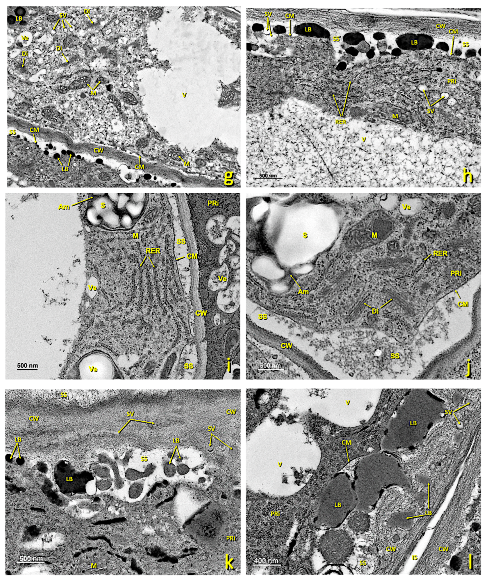 Agronomy 13 01643 g005b