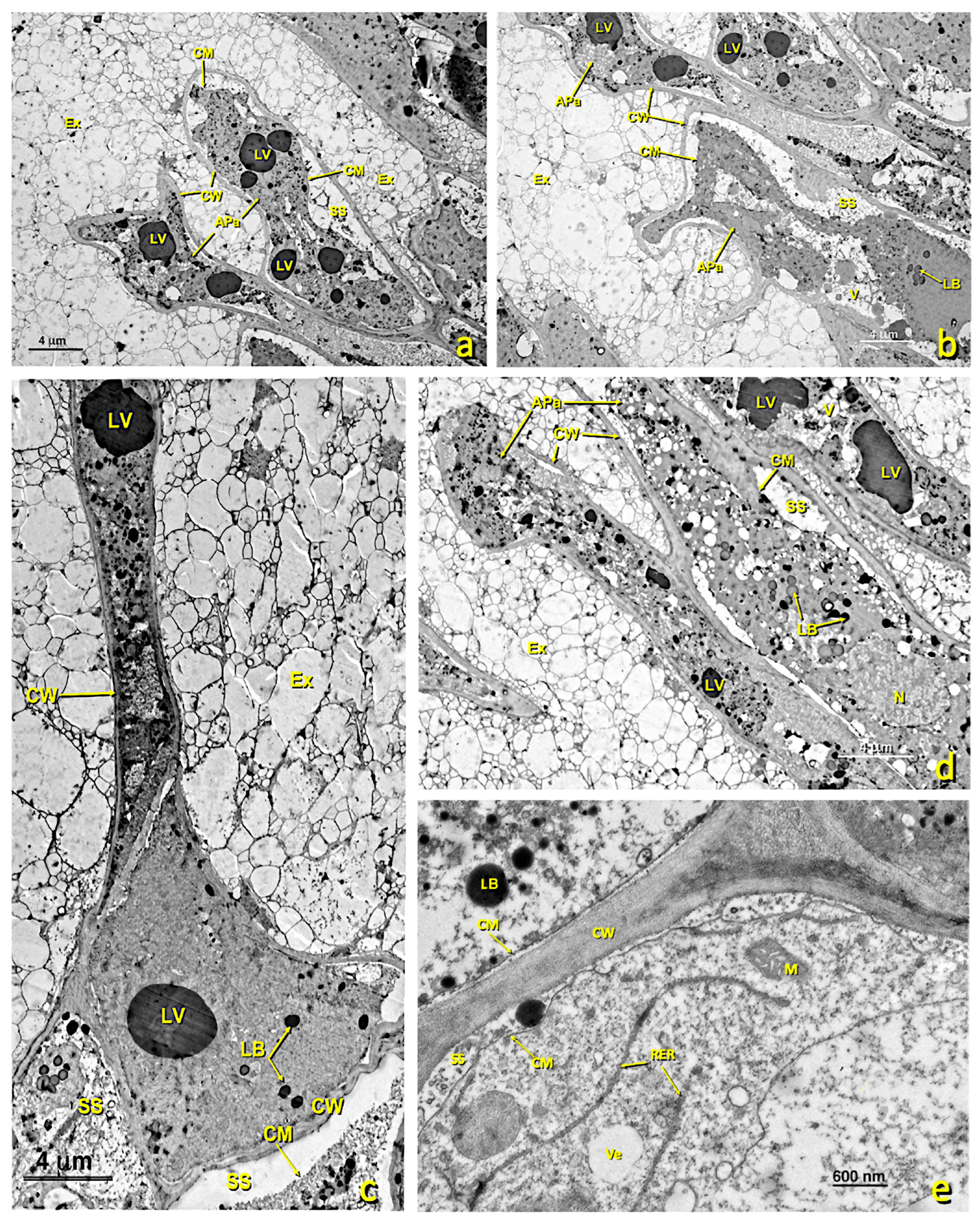 Agronomy 13 01643 g006