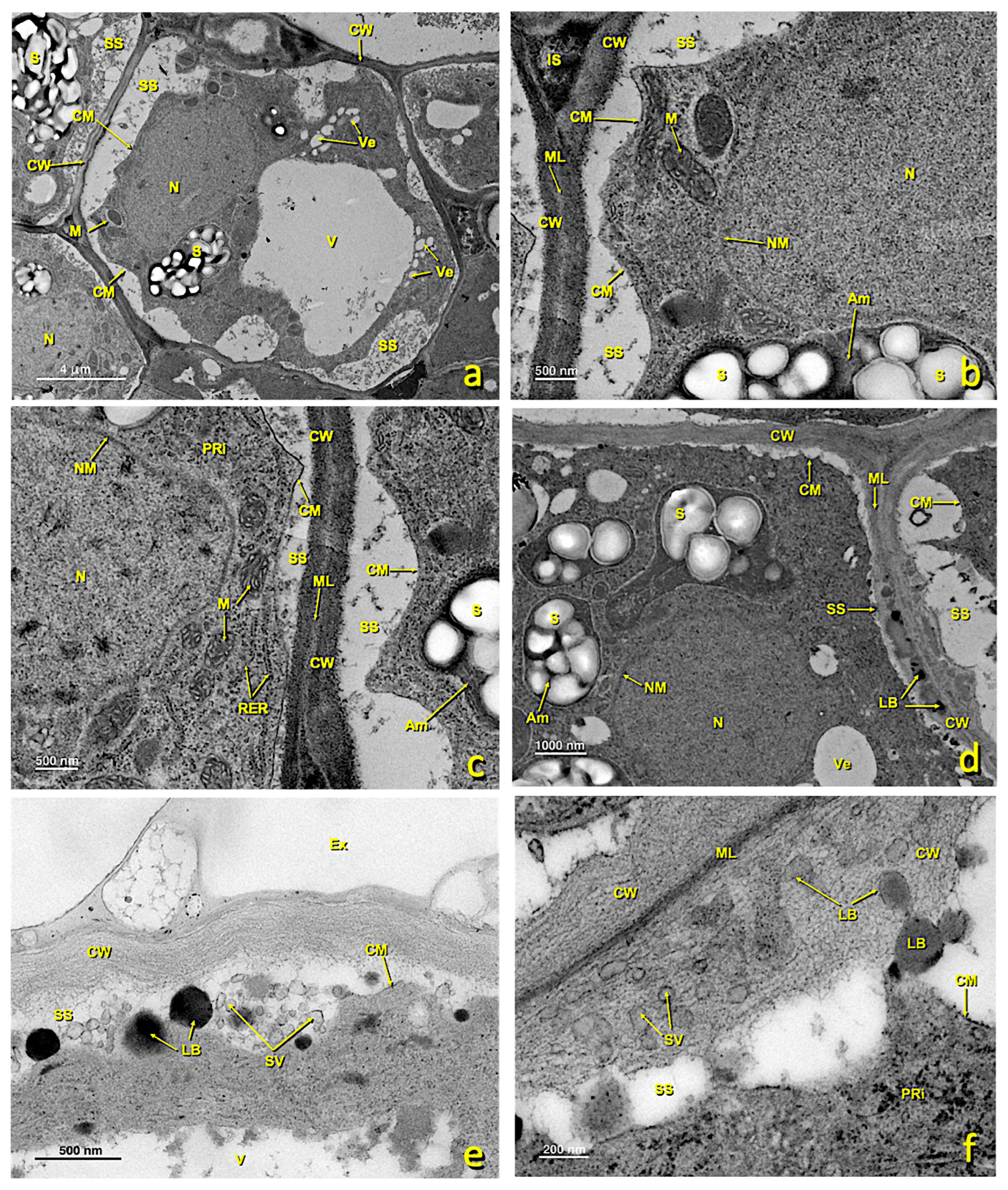 Agronomy 13 01643 g007