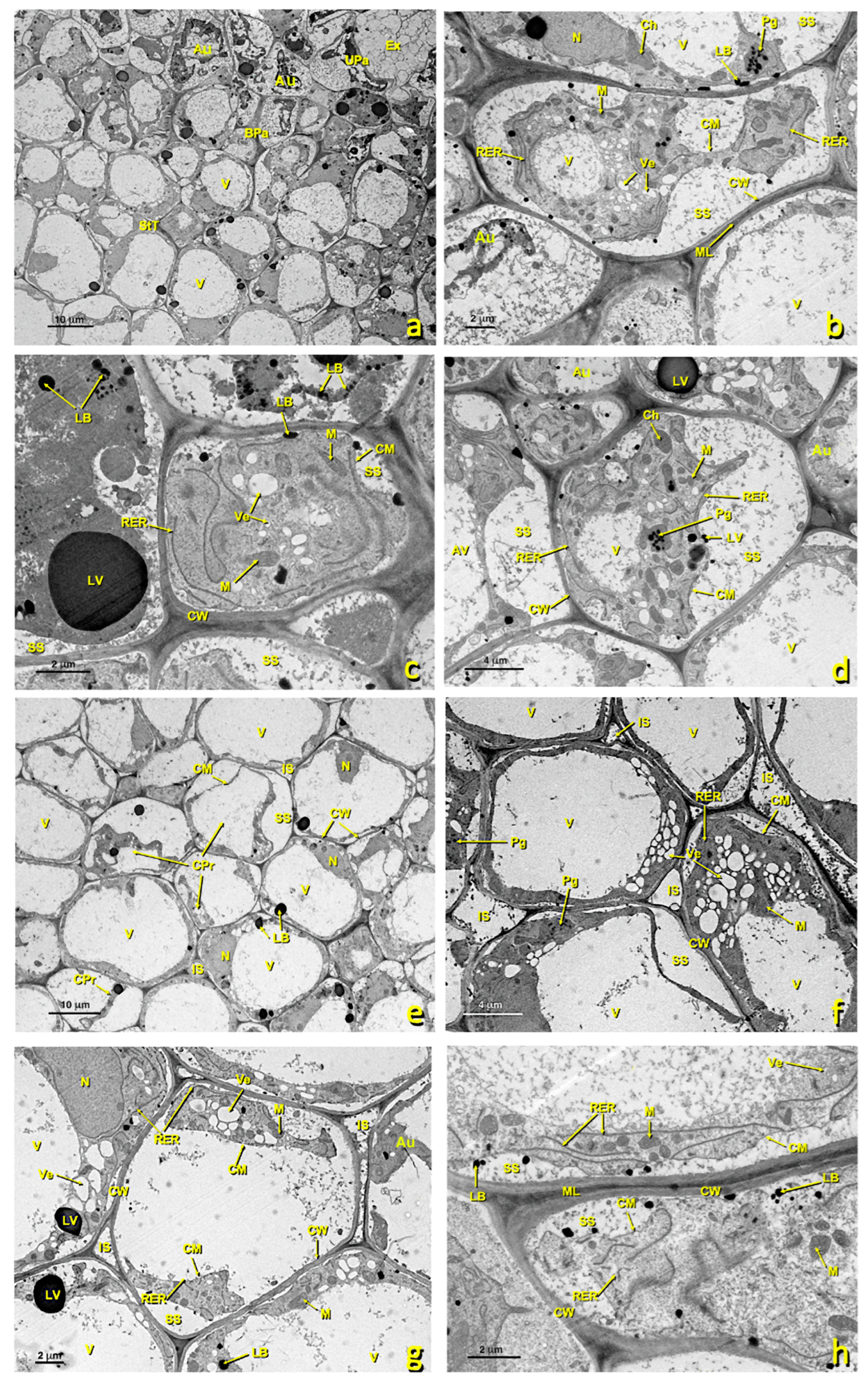 Agronomy 13 01643 g008