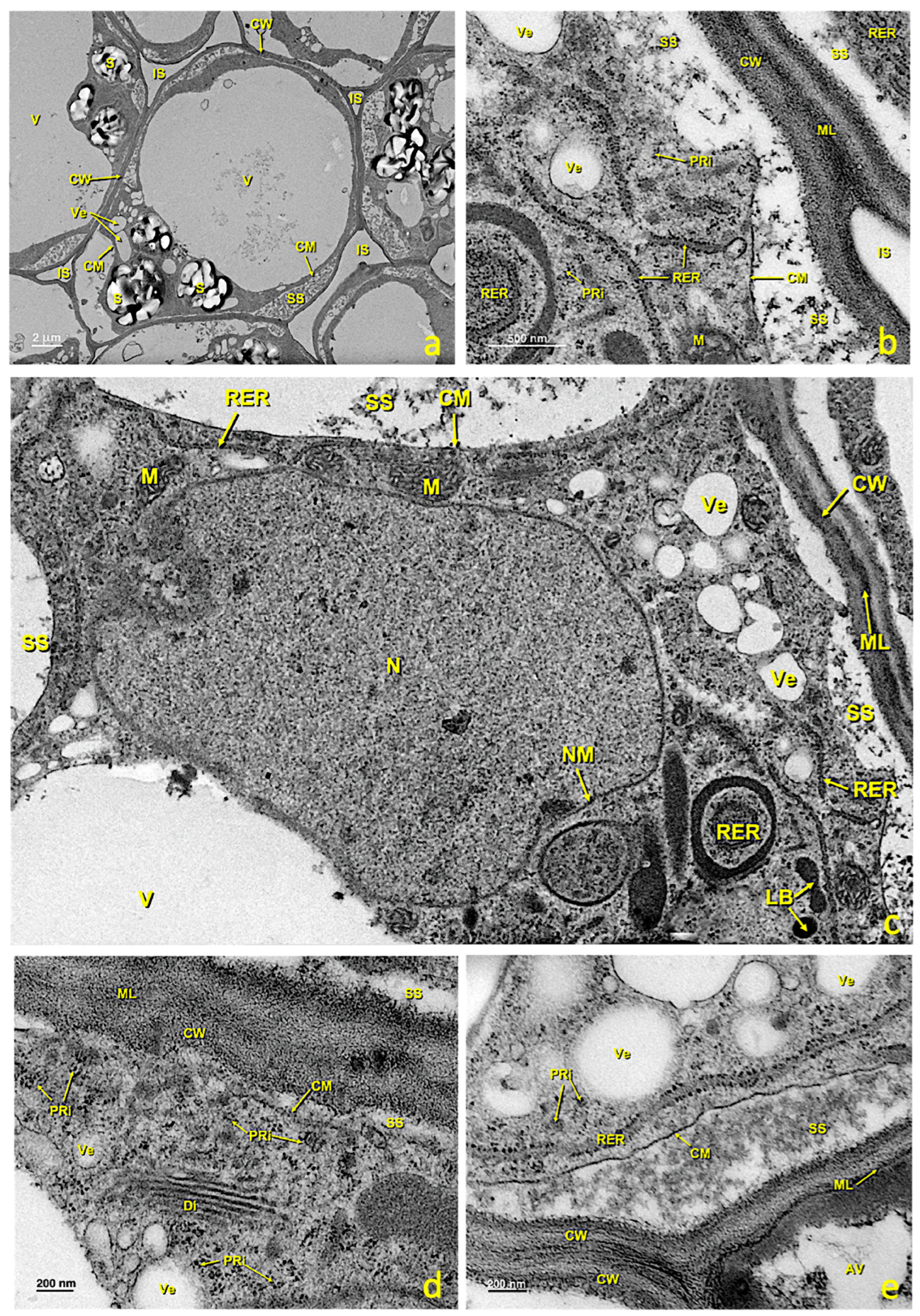 Agronomy 13 01643 g009