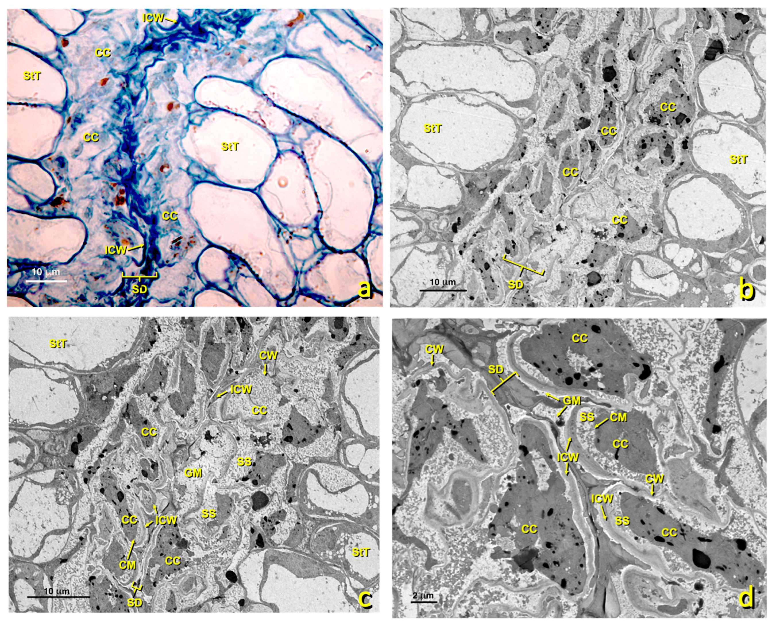 Agronomy 13 01643 g011