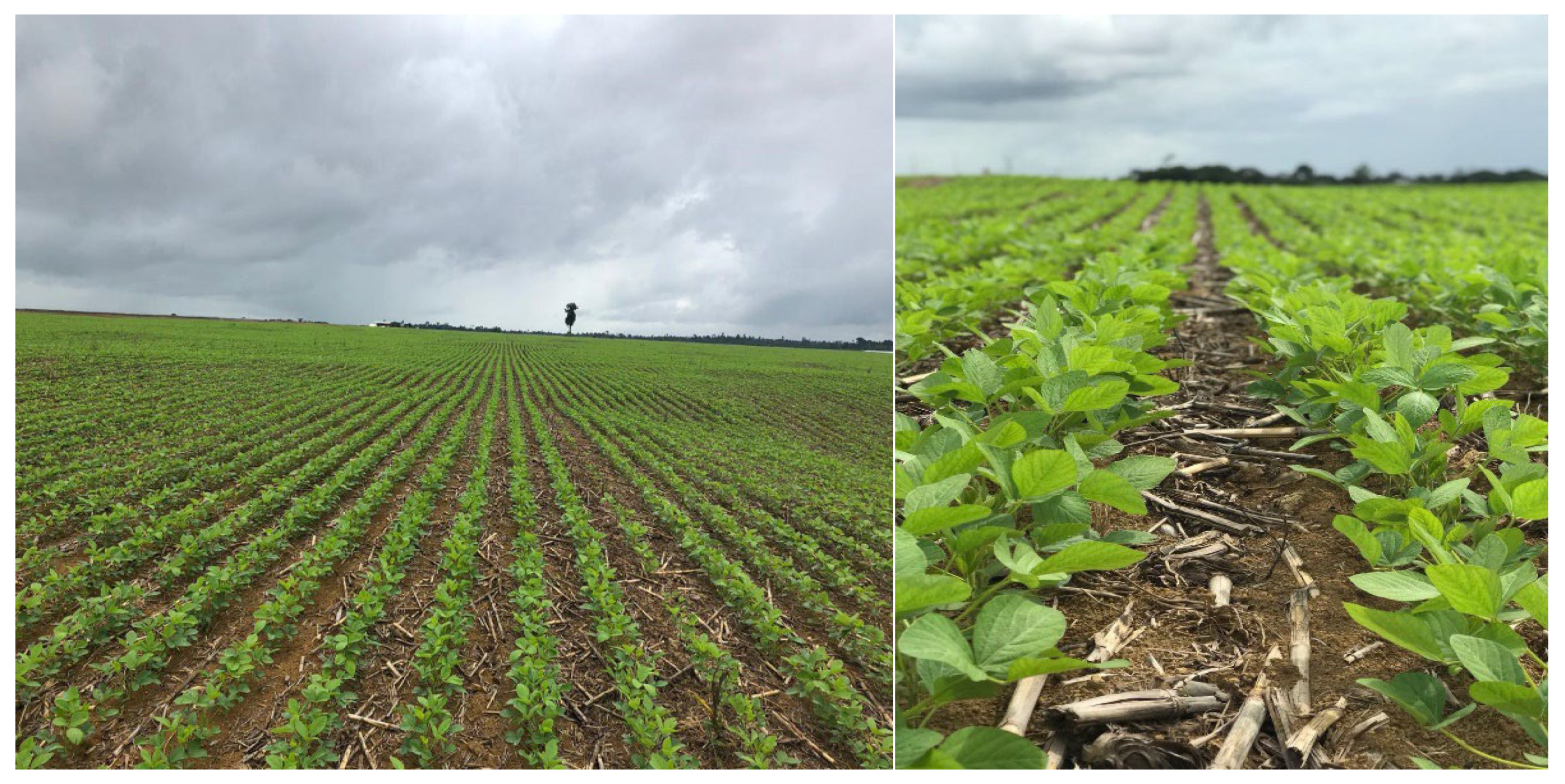 Agronomy 13 01648 g006