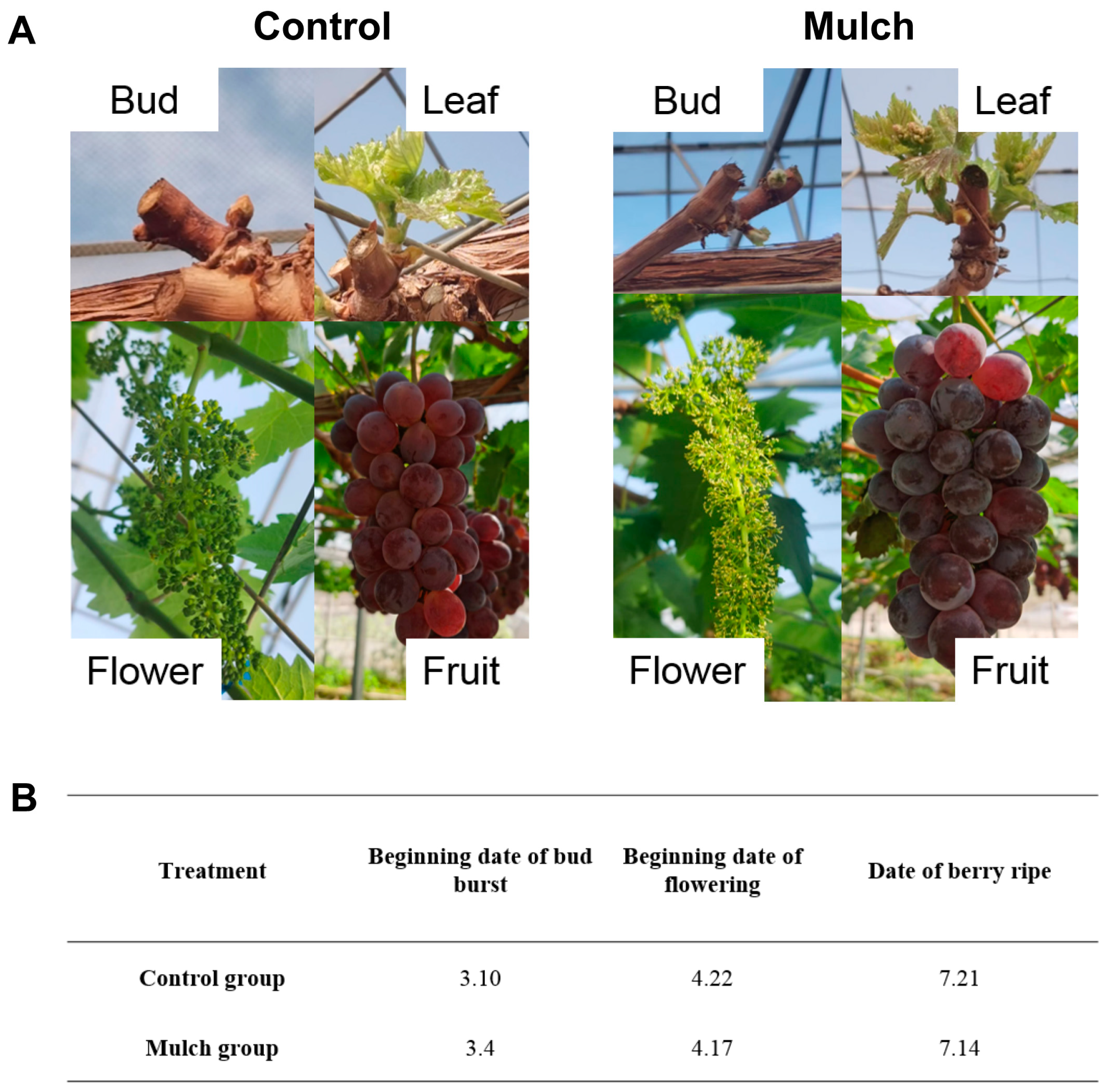 Agronomy 13 01656 g010
