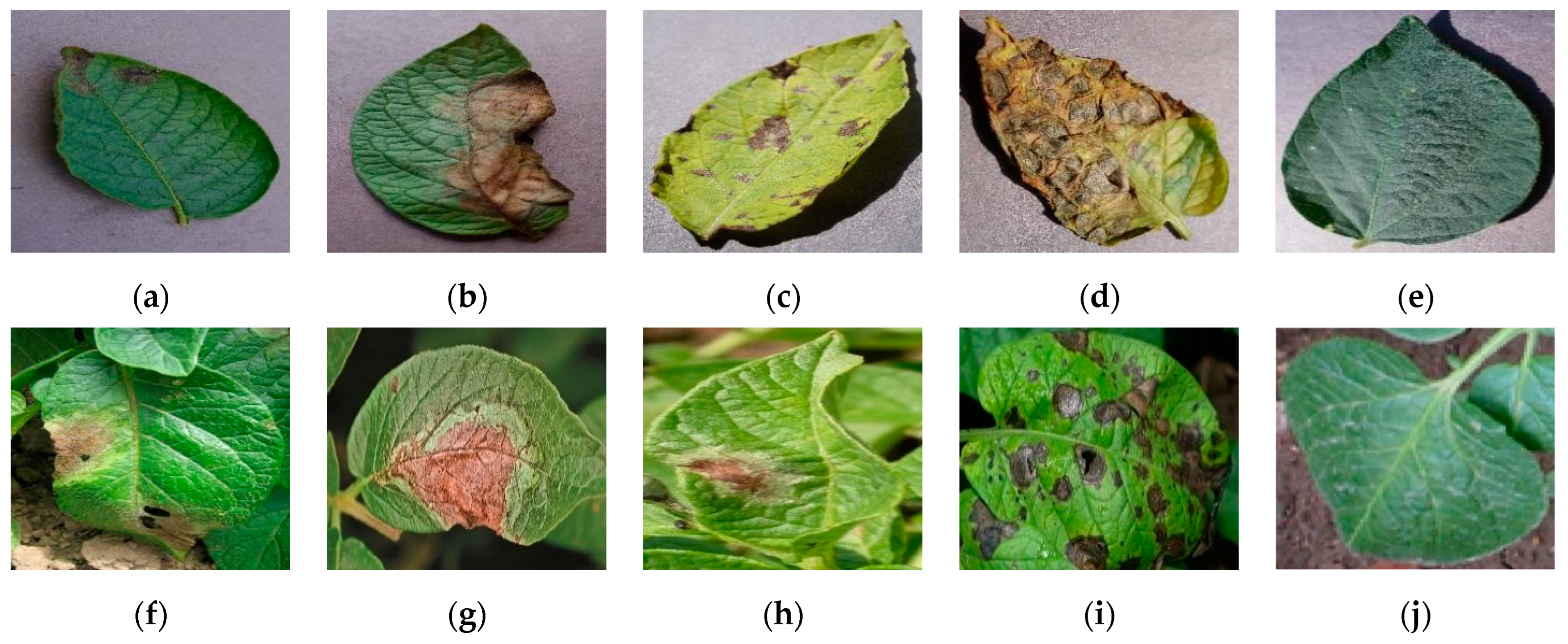 Agronomy 13 01659 g001