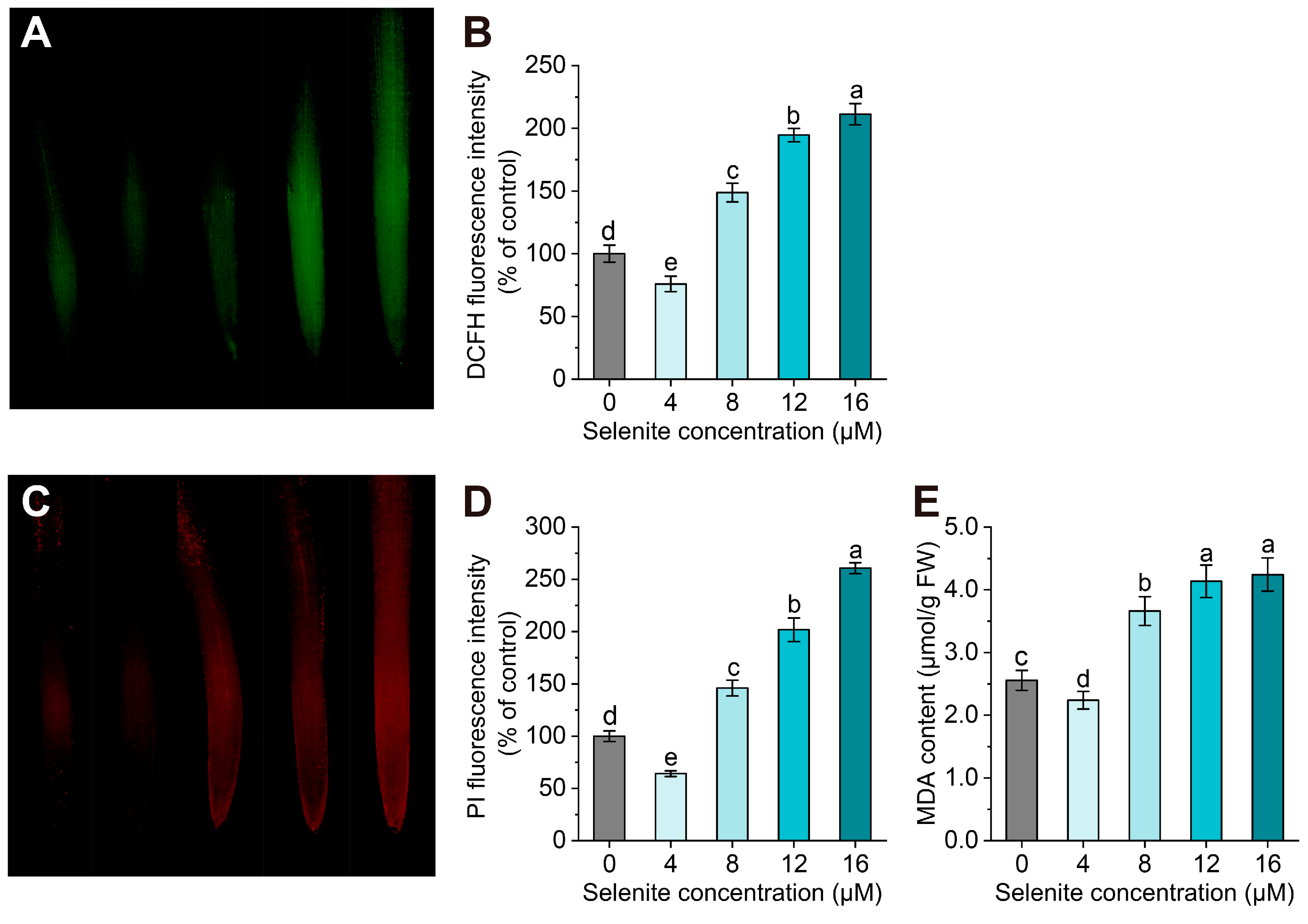 Agronomy 13 01664 g002