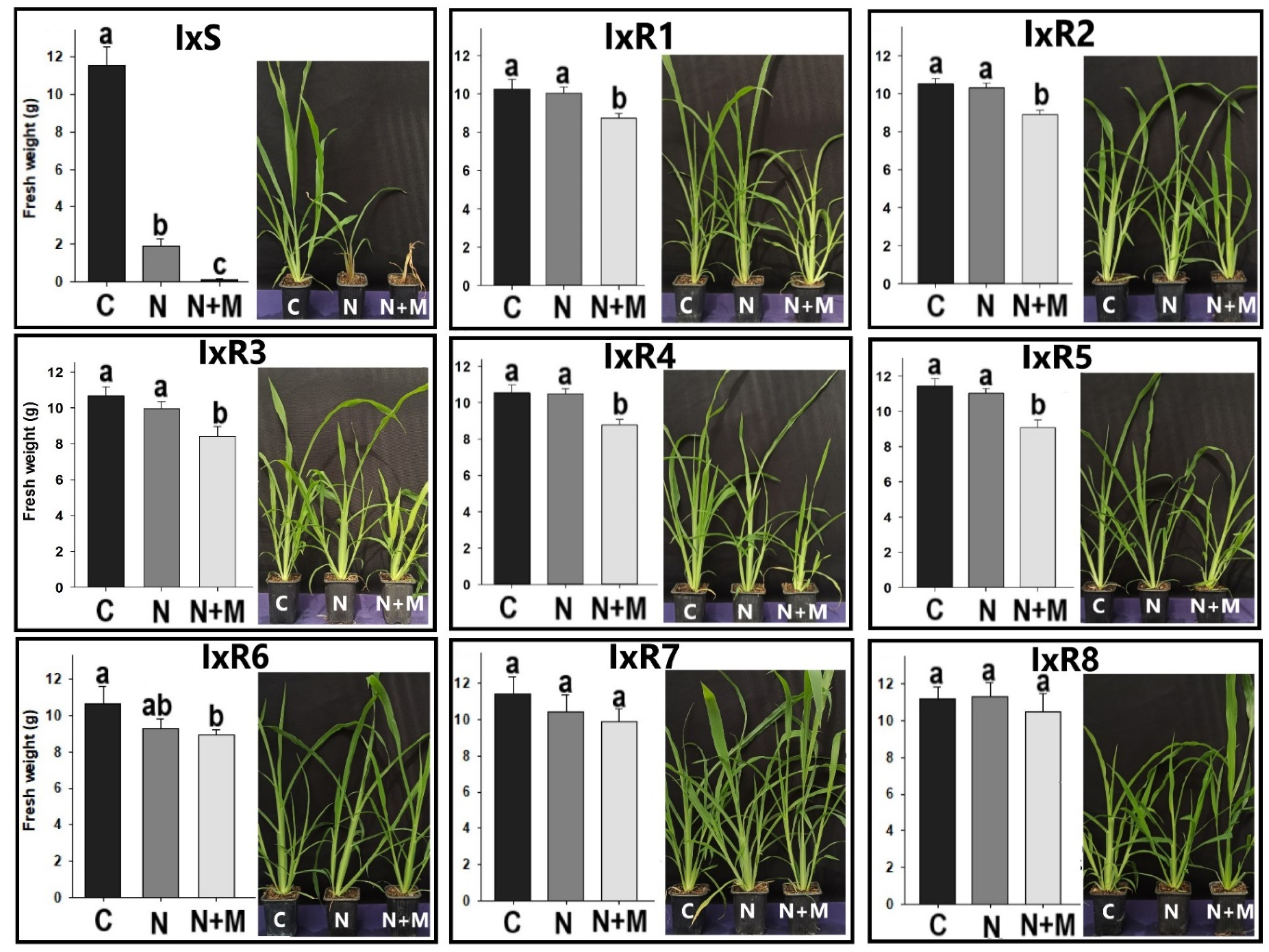 Agronomy 13 01682 g004