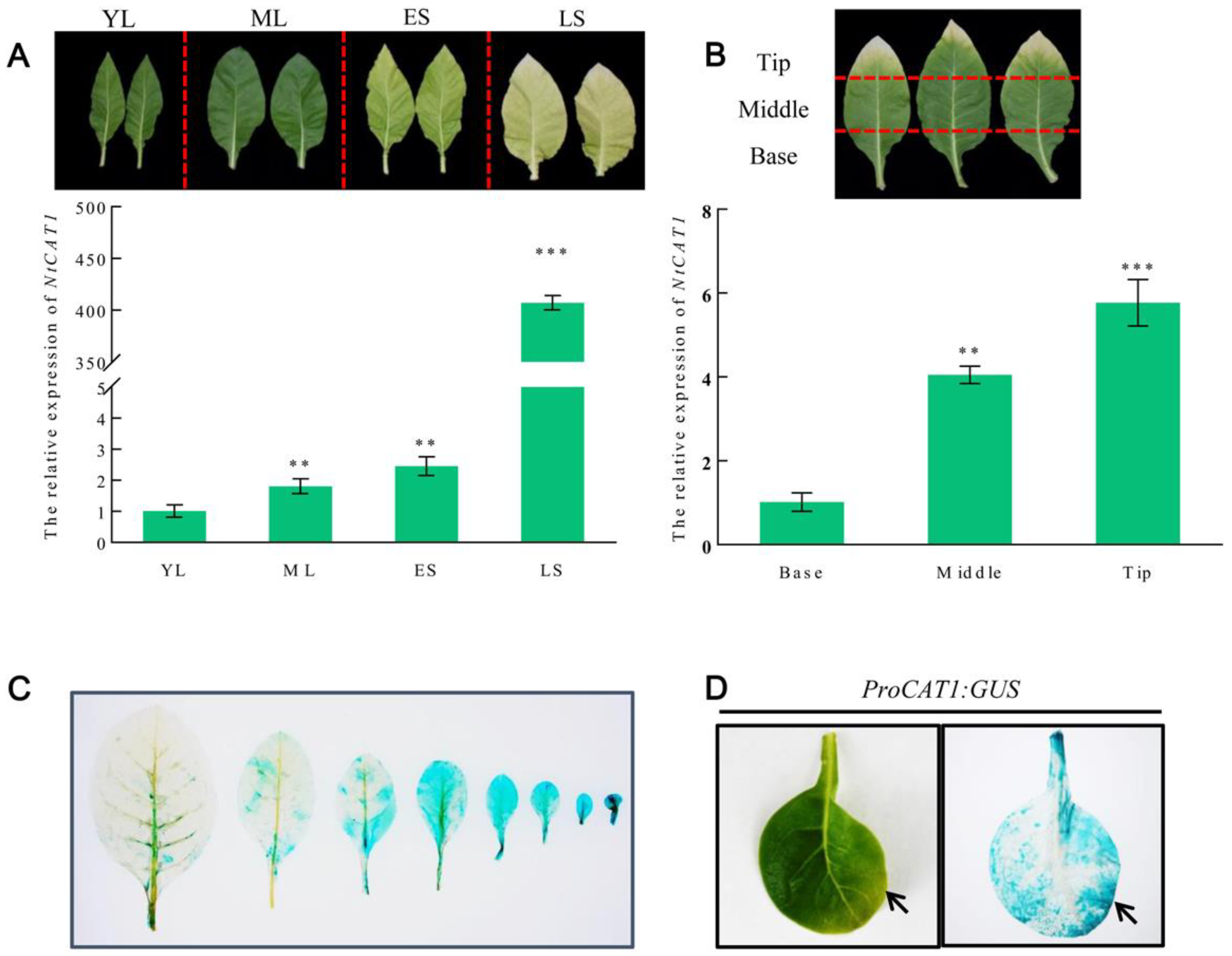 Agronomy 13 01691 g002 Agronomy 13 01691 g002