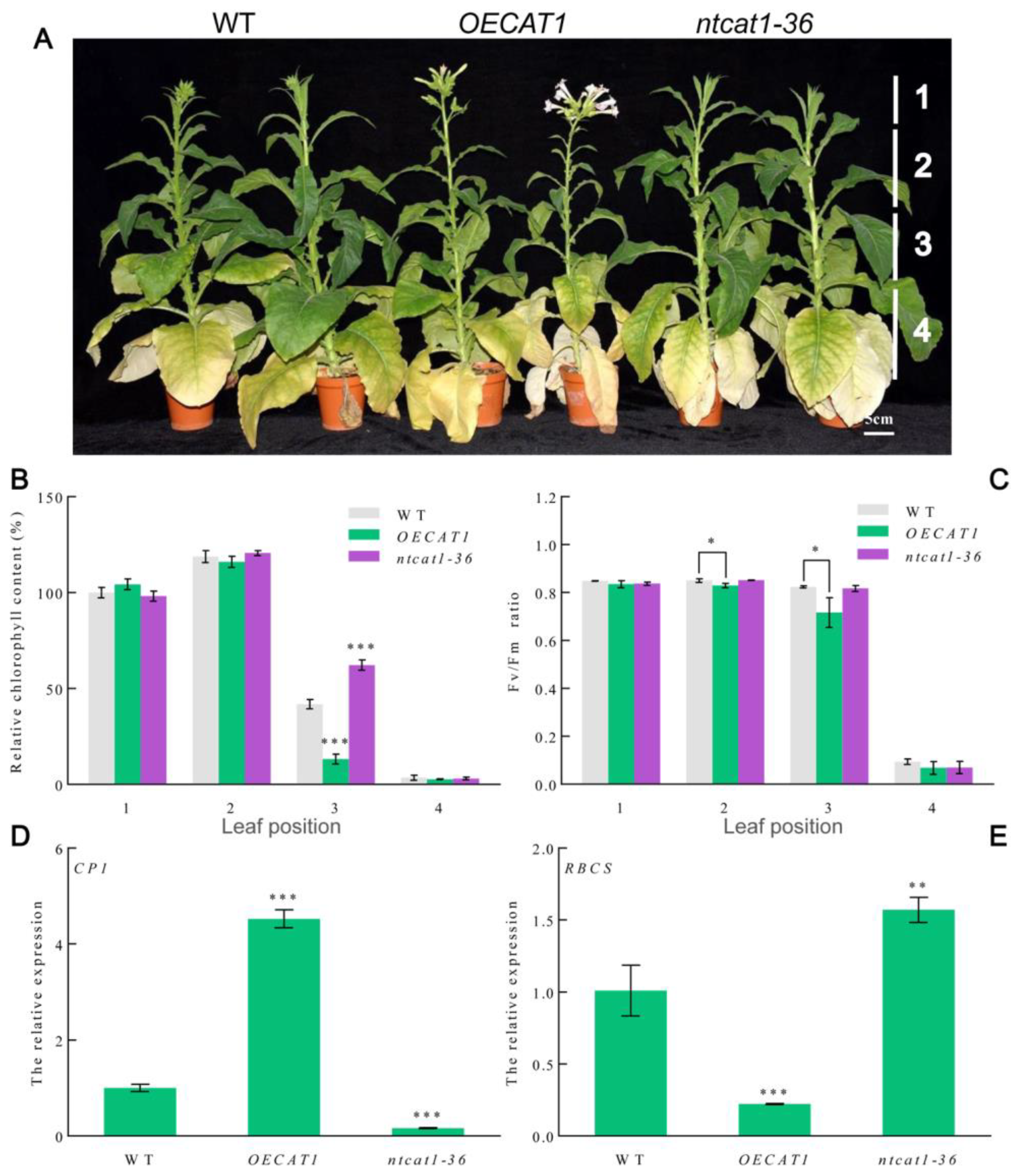 Agronomy 13 01691 g006 Agronomy 13 01691 g006