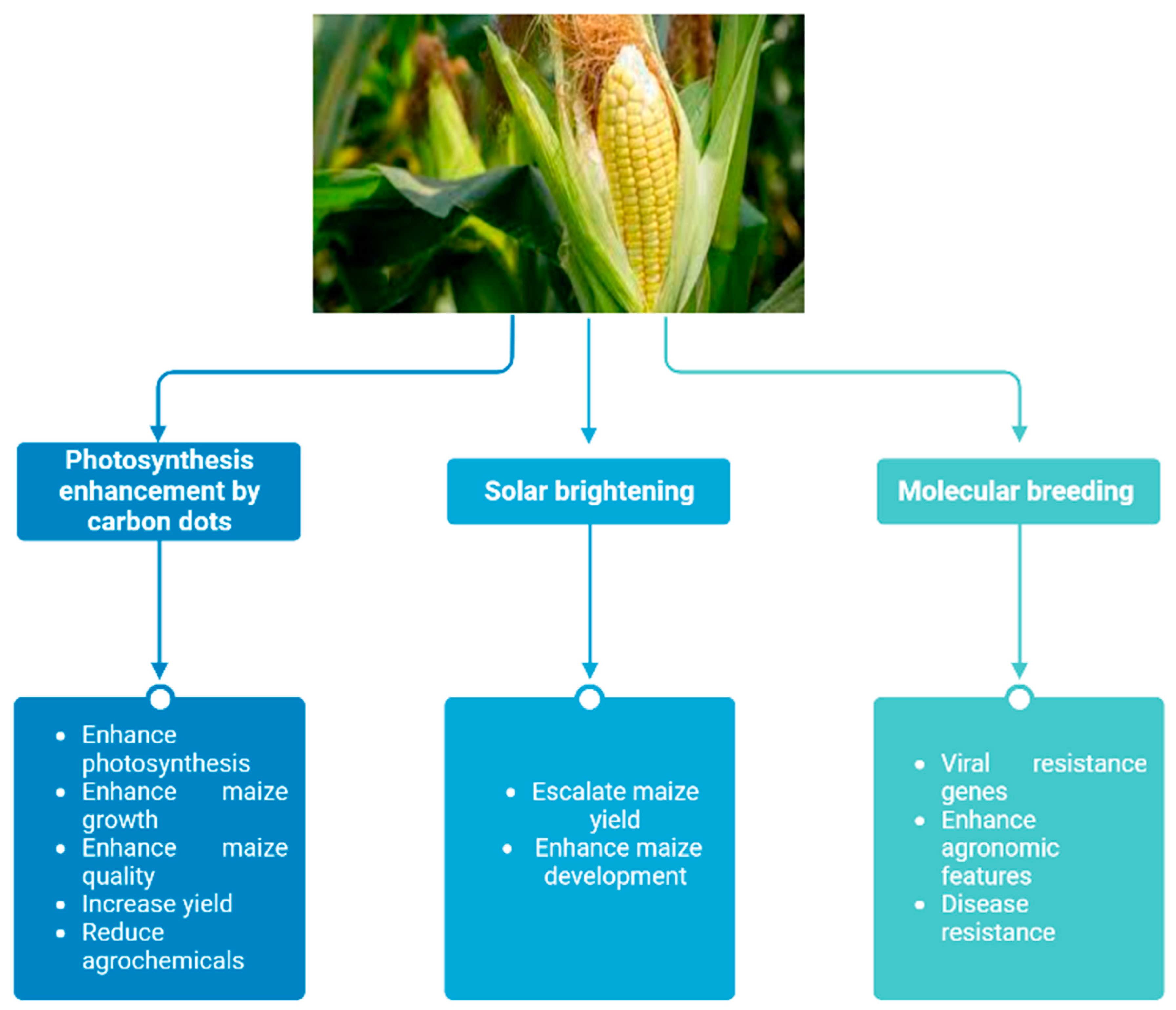 Agronomy 13 01709 g004 Agronomy 13 01709 g004