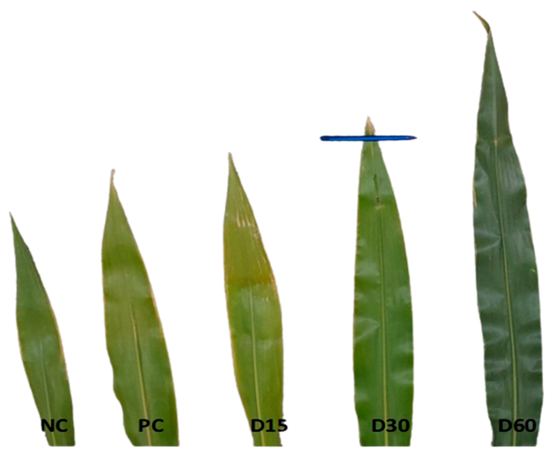 Agronomy 13 01715 g006