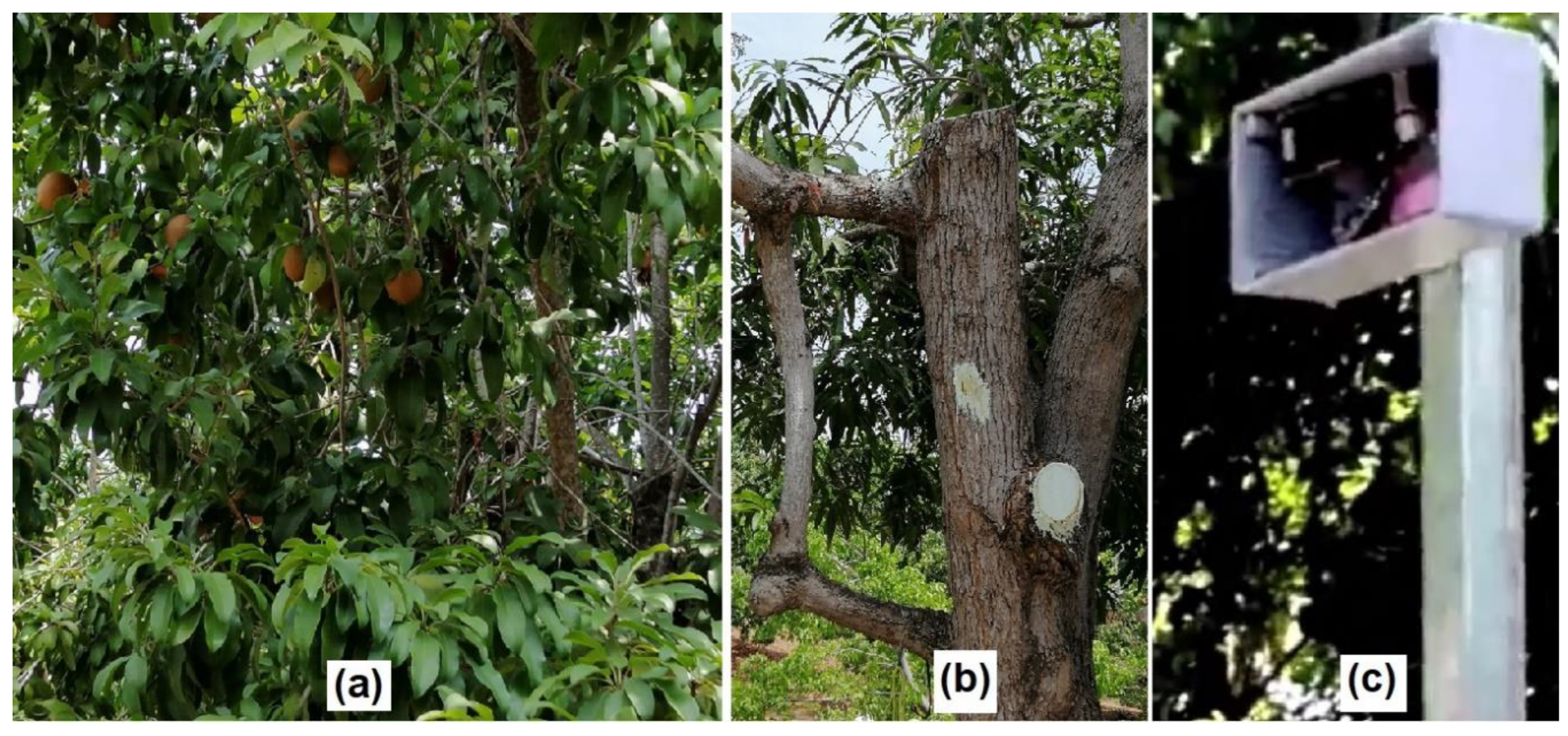 Agronomy 13 01736 g018