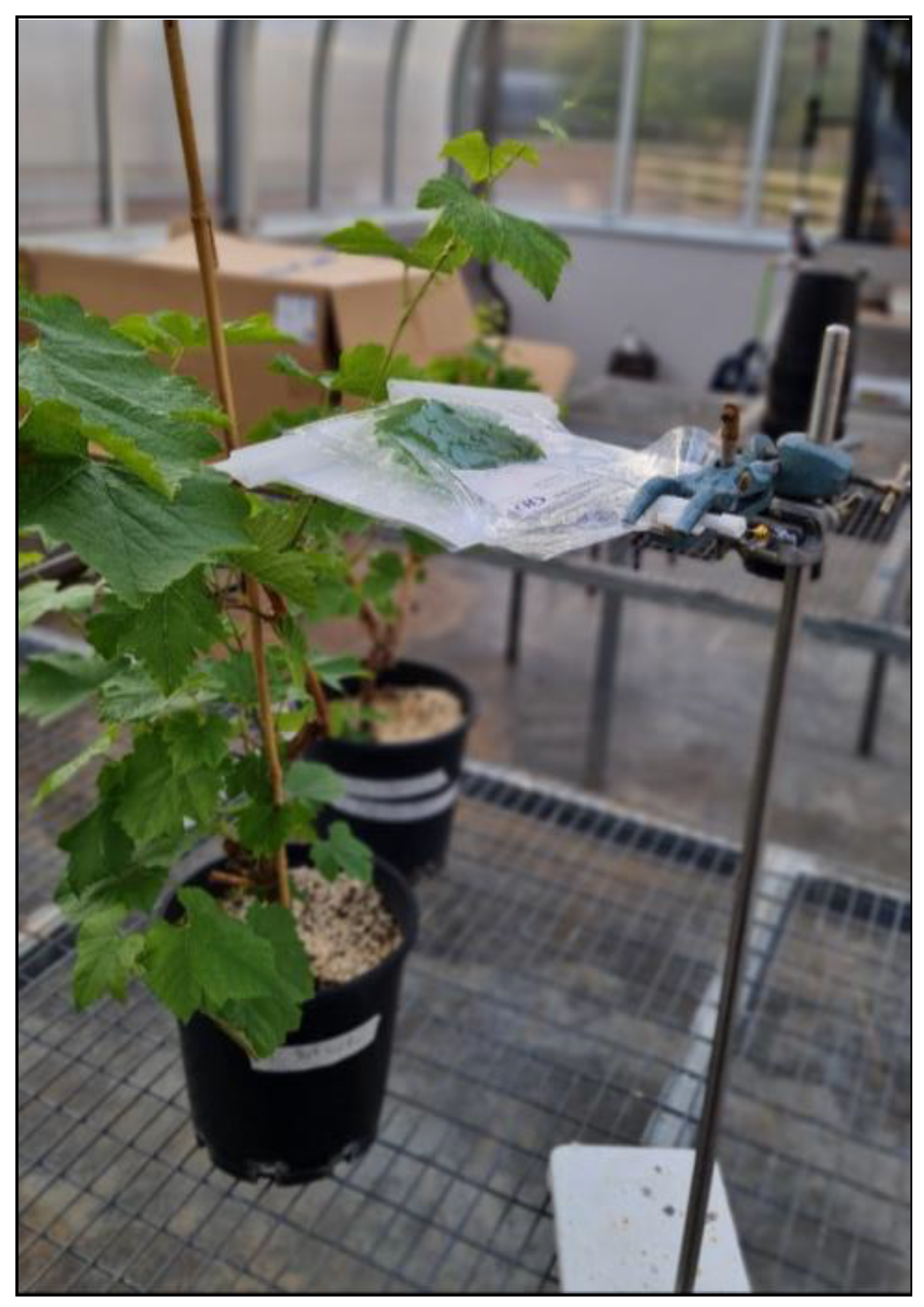 Agronomy 13 01747 g001 Agronomy 13 01747 g001