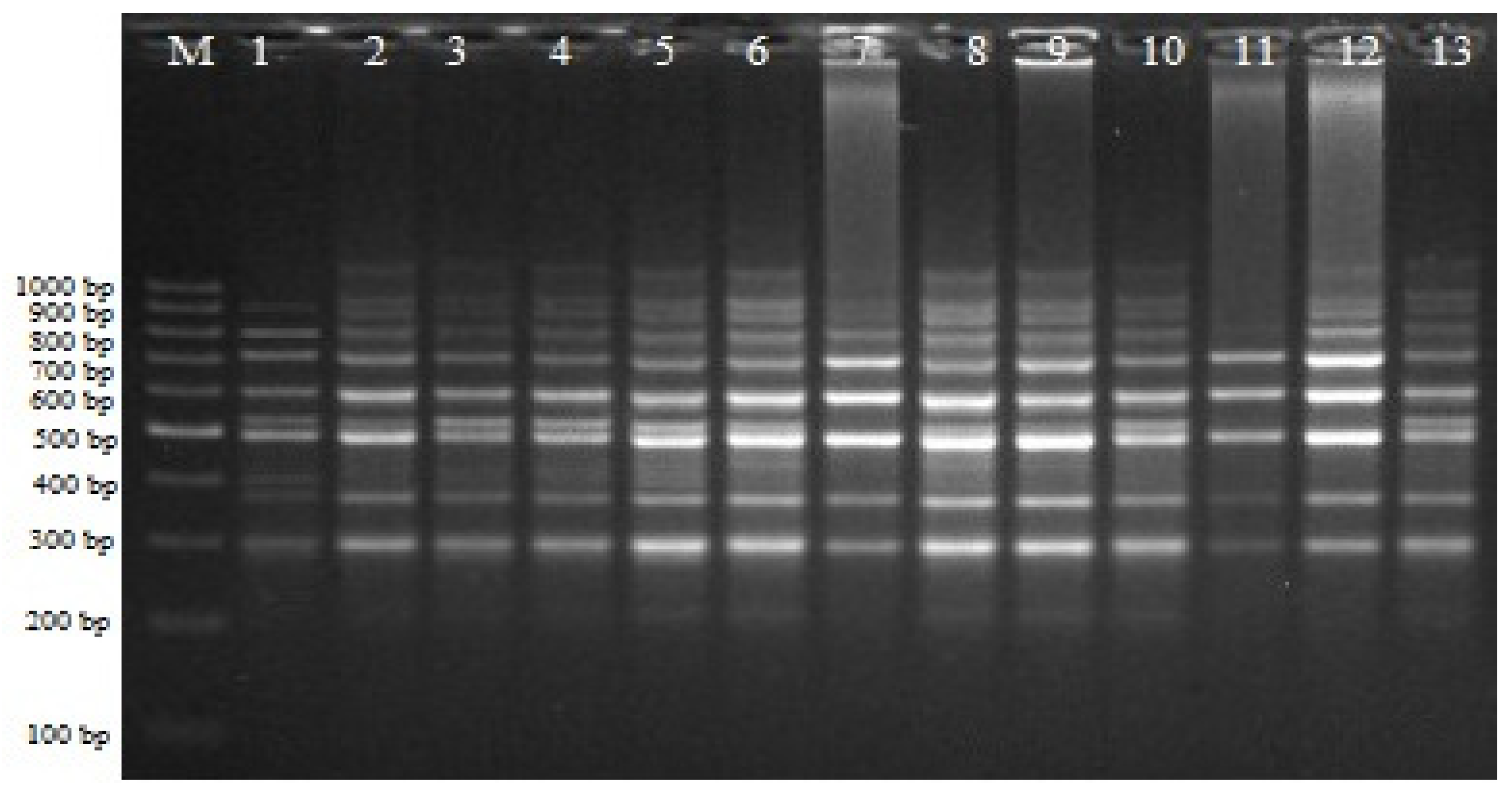 Agronomy 13 01767 g001 Agronomy 13 01767 g001
